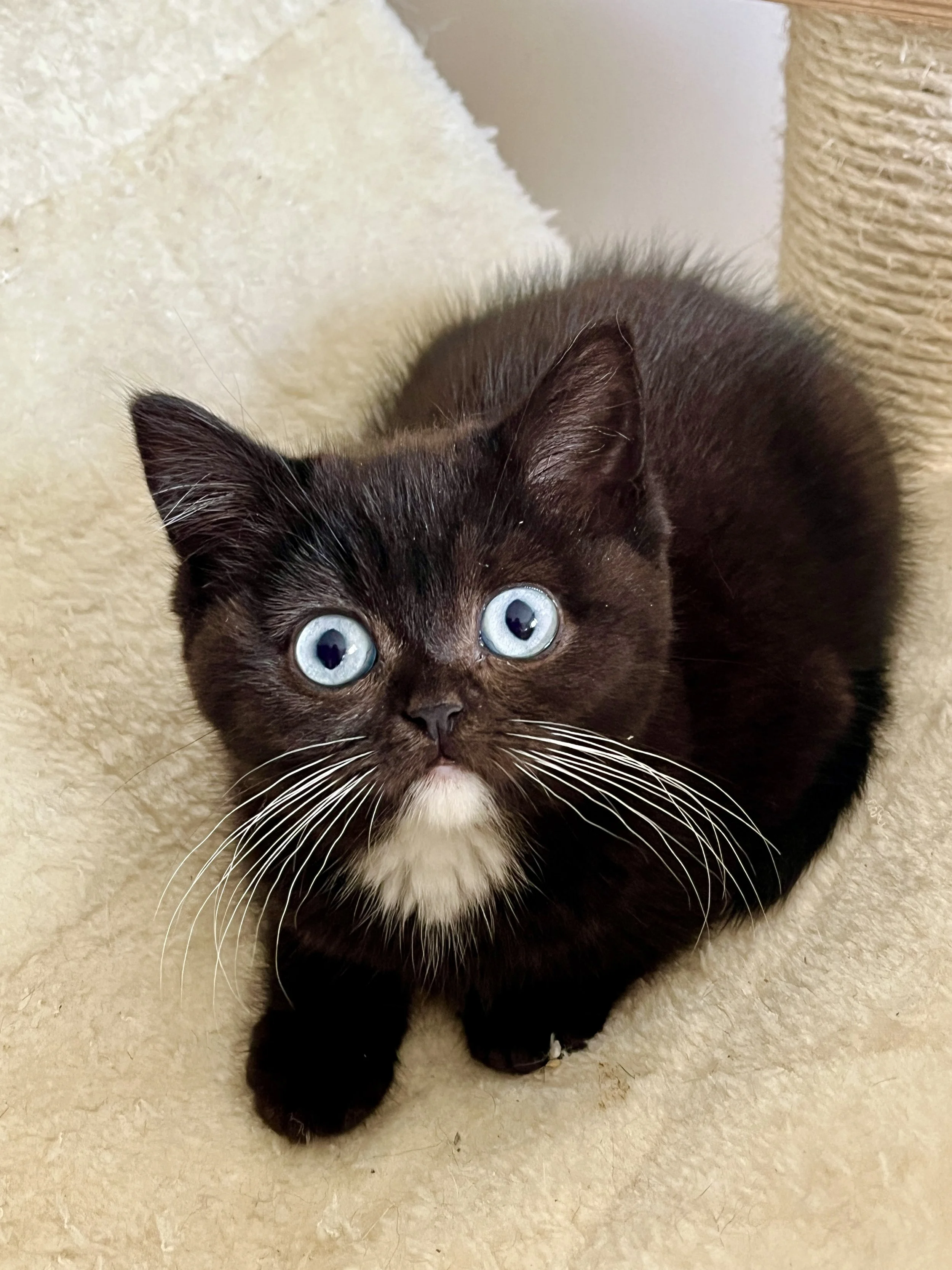 25-0611 RARE BLUE EYES, Black & White, British Shorthair, Female*On HOLD SIN*