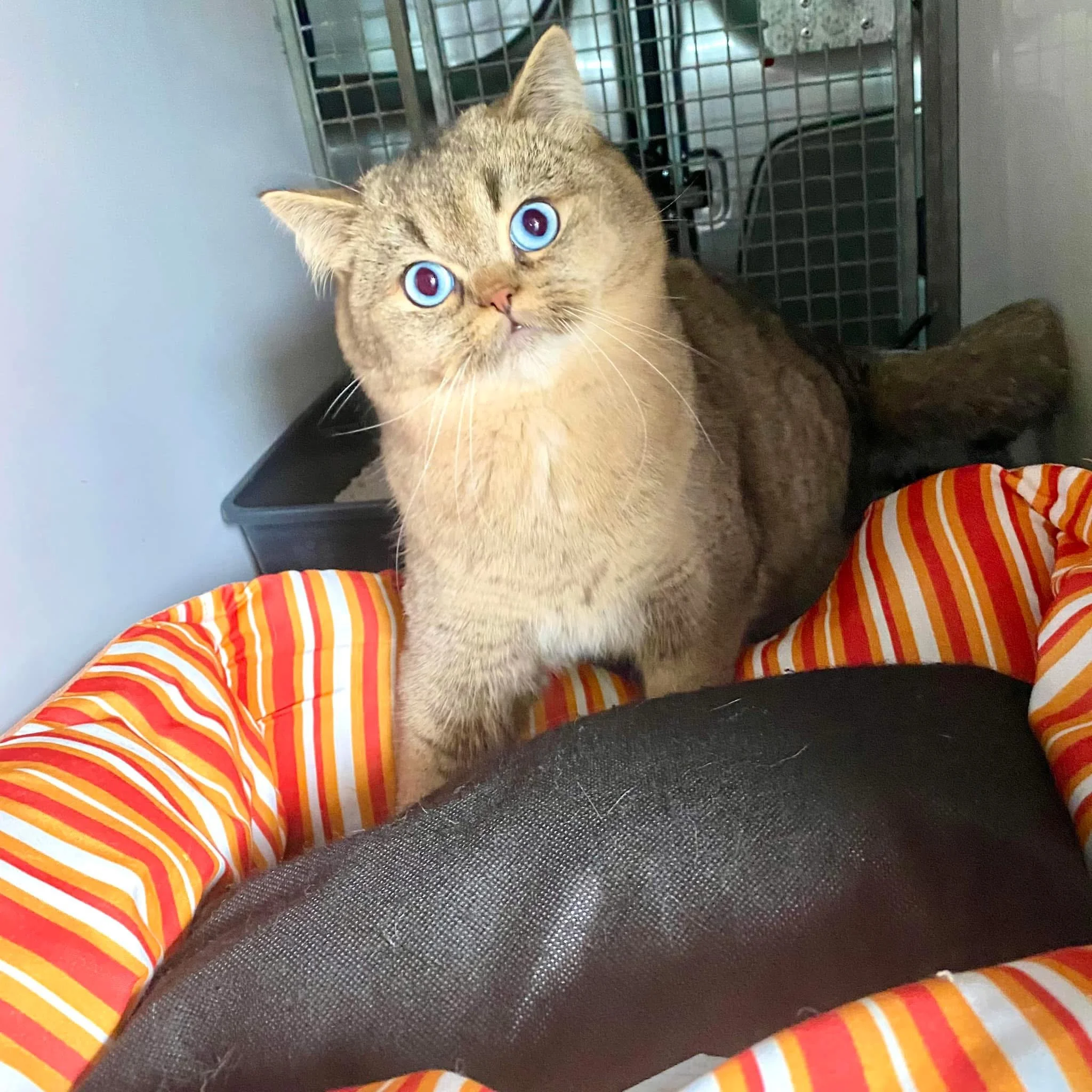 Experienced International Exporter for our Cats