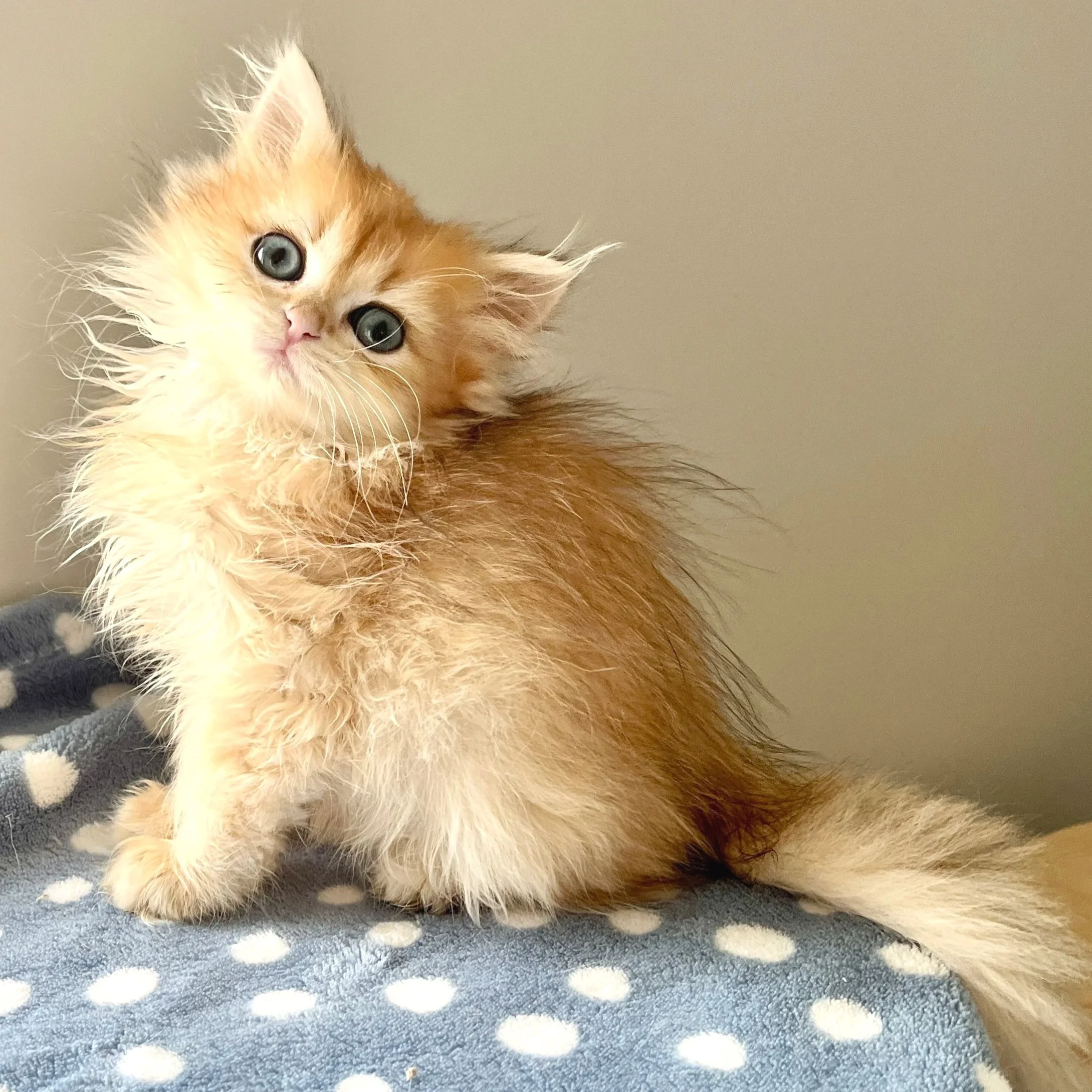 25-0908 Golden, British Longhair, Female