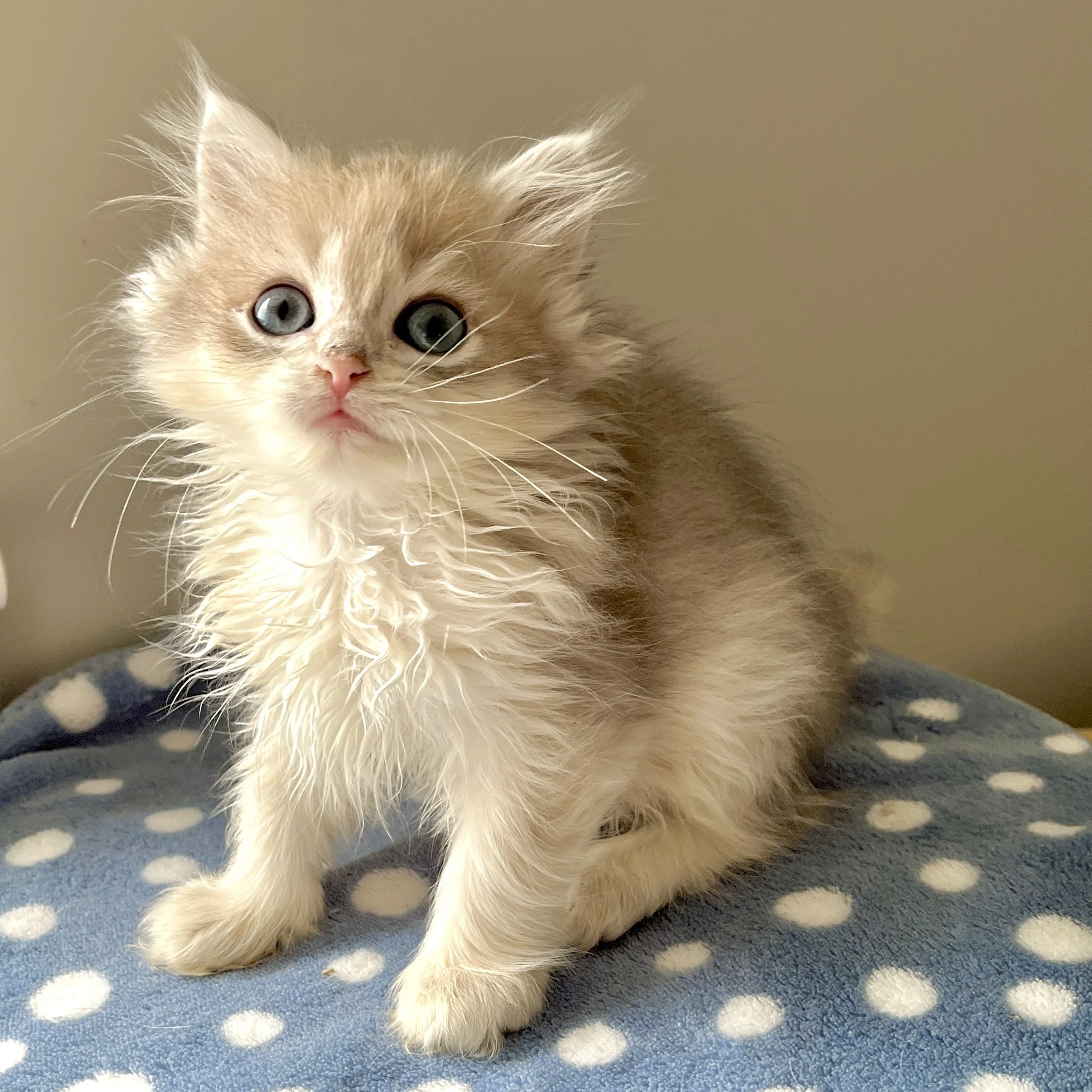 25-0903 Blue Copper Golden, British Longhair, Male