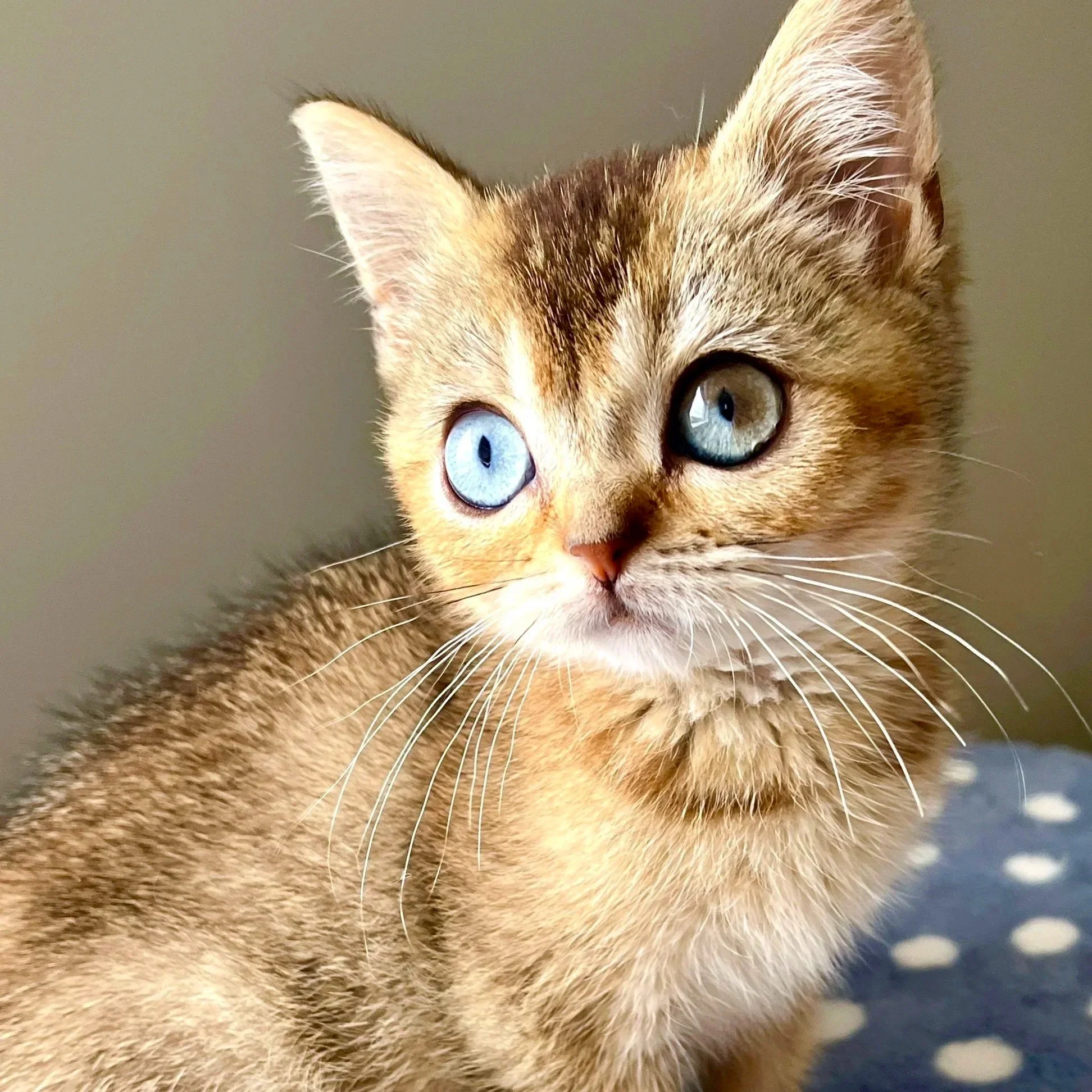 25-0709 Golden, Rare Odd Eye, Shorthair, Female