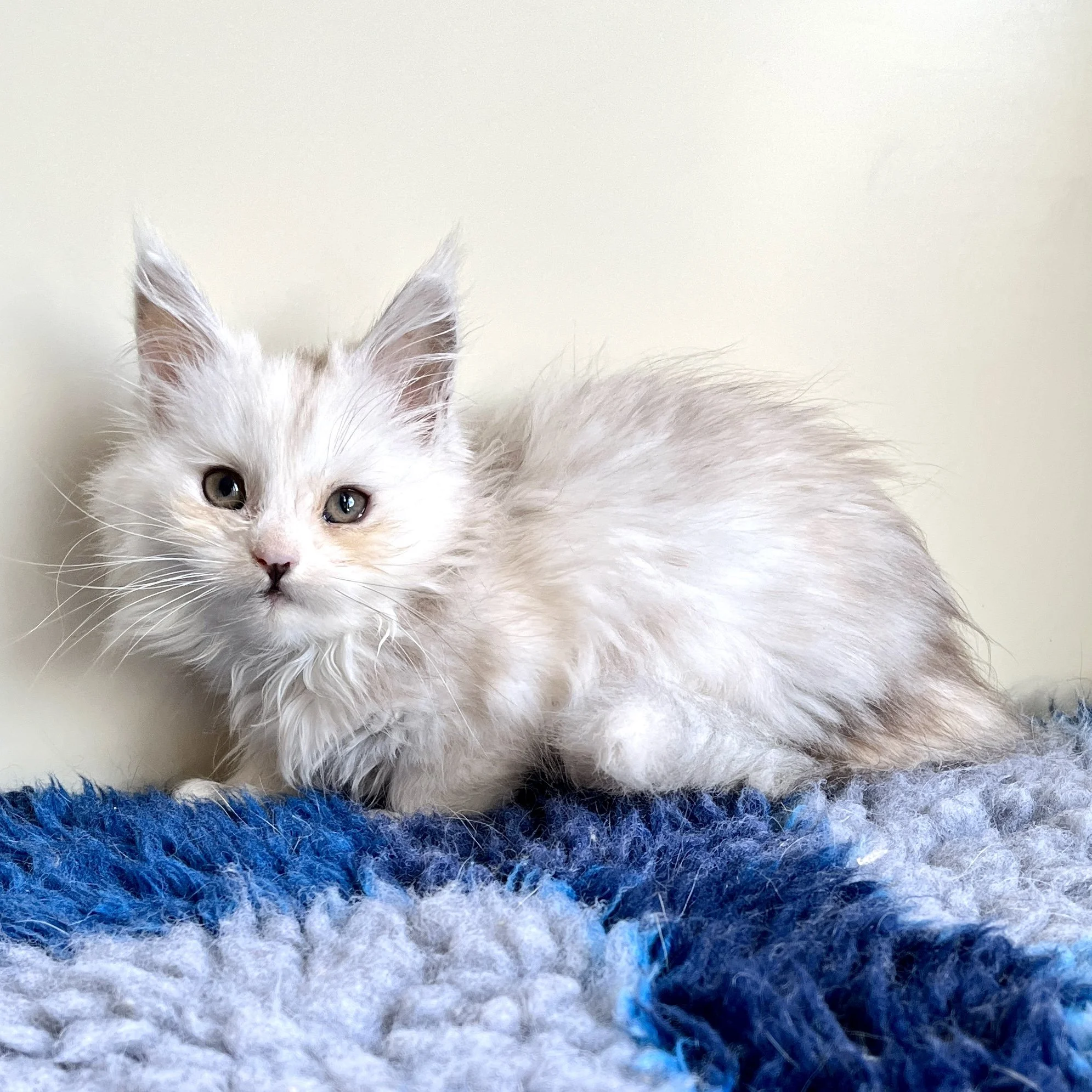 25-1103 Rare Polydactyly Blue &amp; White Silver,  Maine Coon, Female 