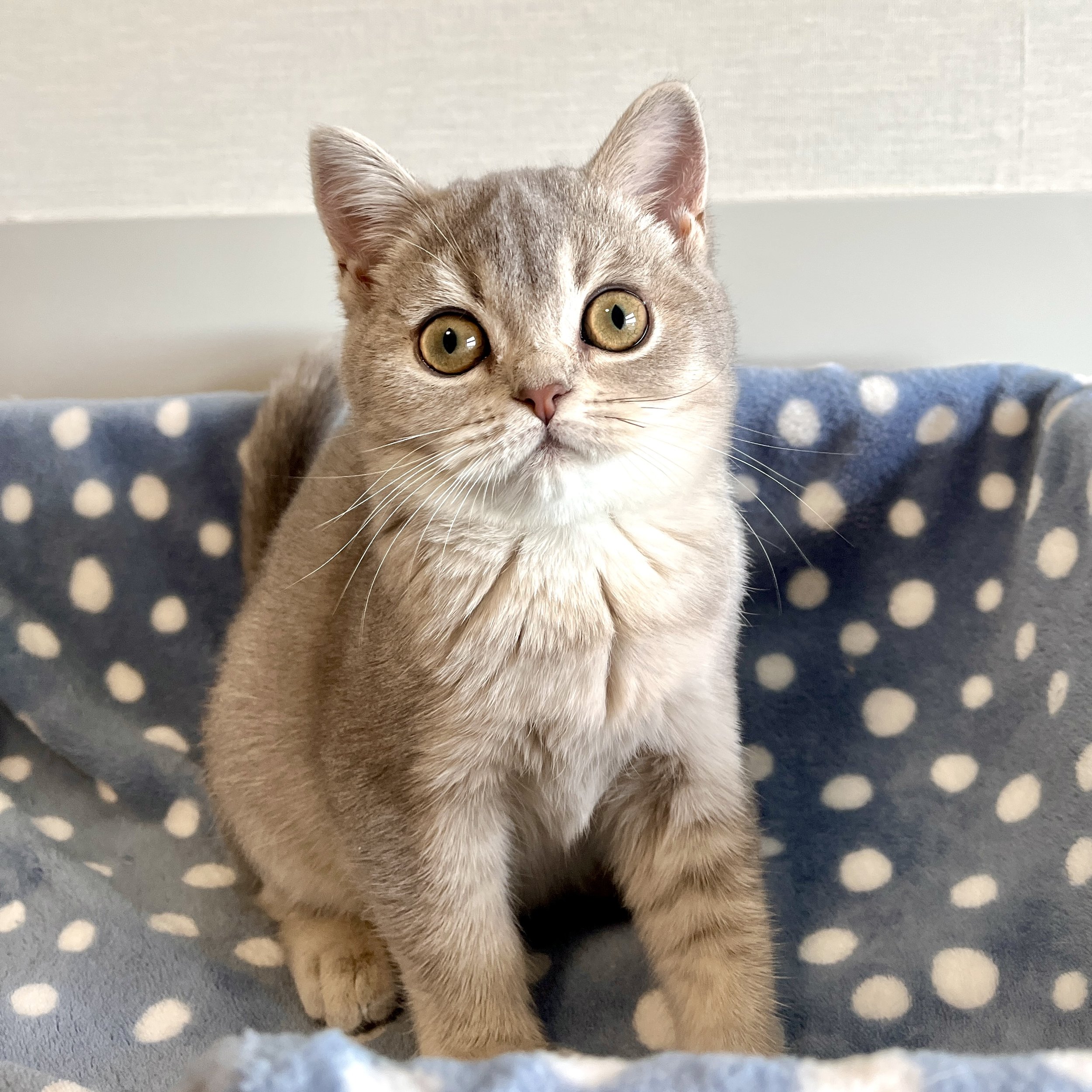 25-0901 Blue Golden, British Shorthair, Female