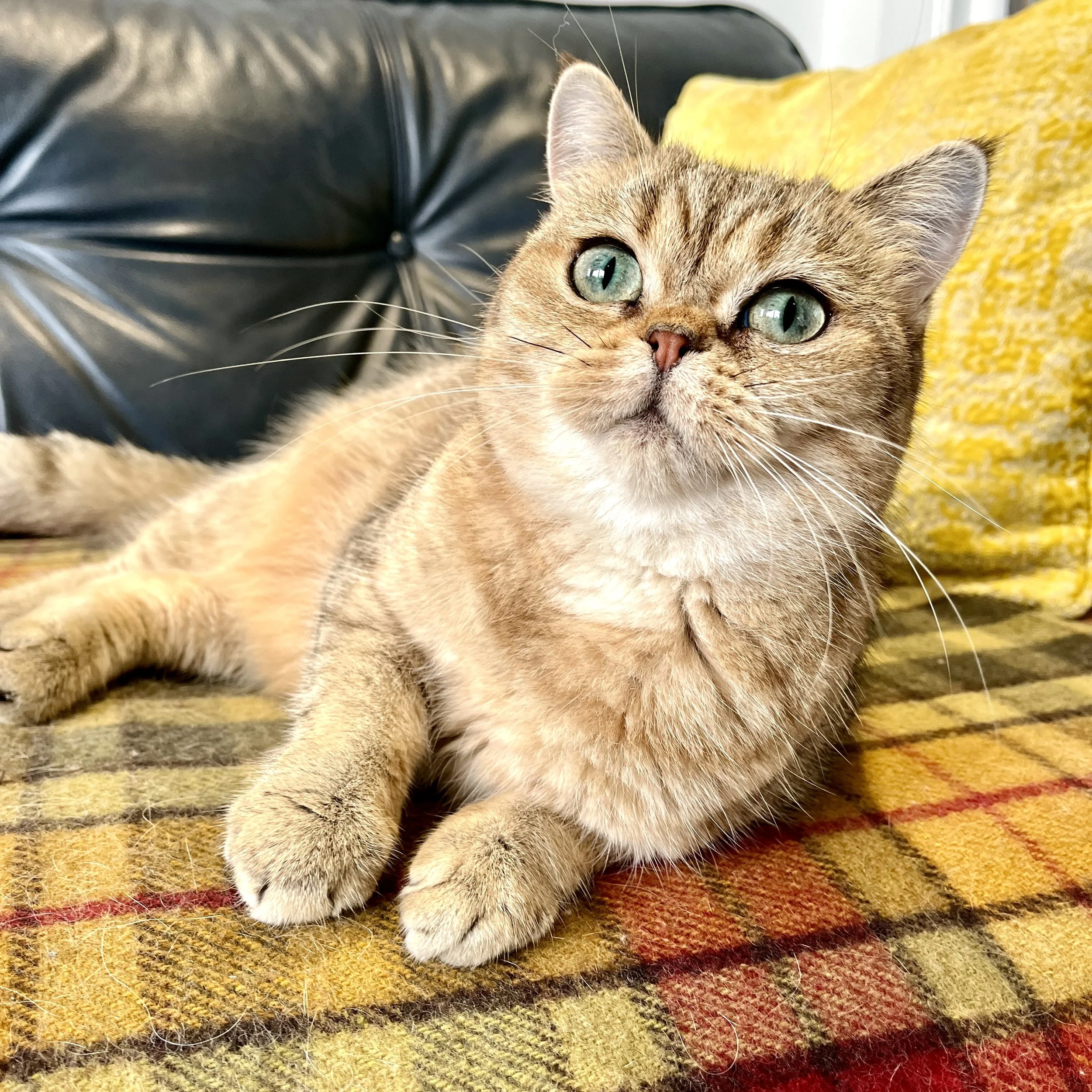 25-0707 Odessa, Golden, British Shorthair, Female