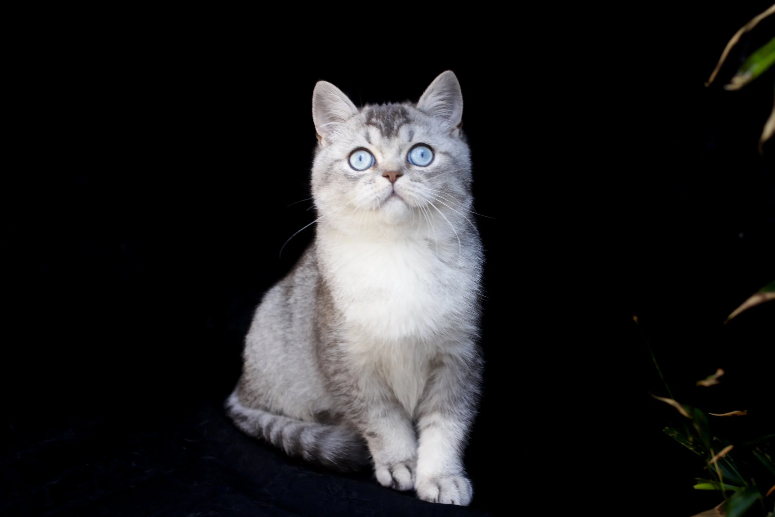 The Blue Eye Genes in Cats