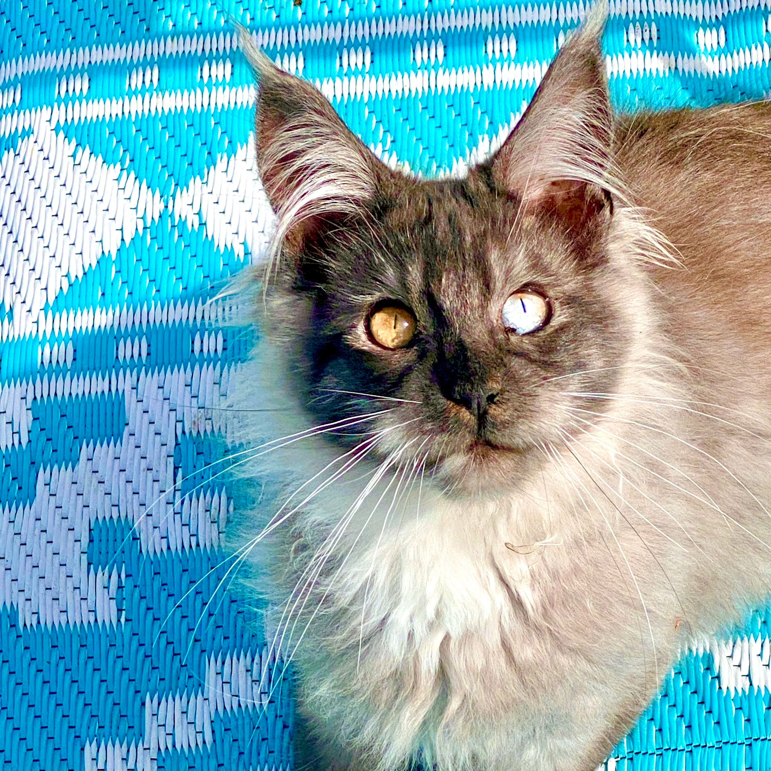 Dominant Blue Eyes in Maine Coon cats