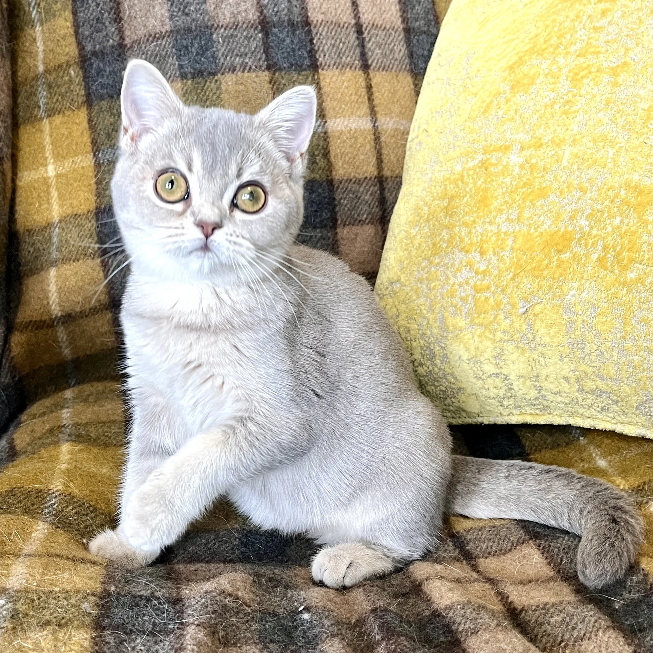 25-0901 Blue Golden, British Shorthair, Female