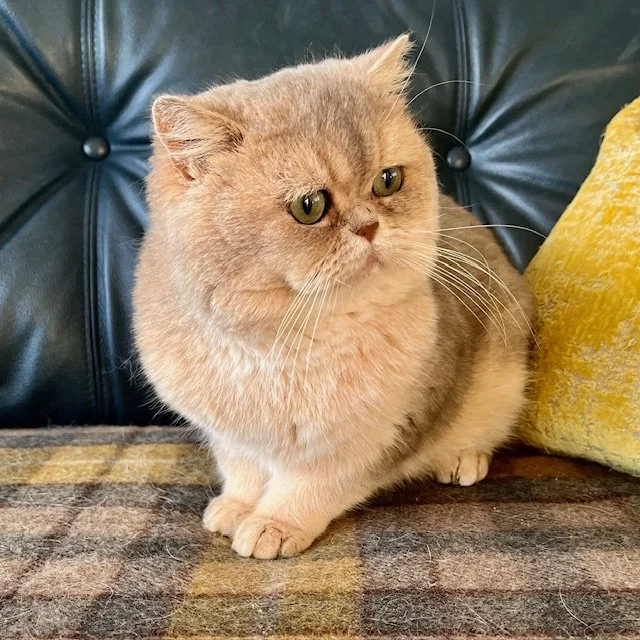 25-1104 Oliver Blue Golden, British Shorthair, Male