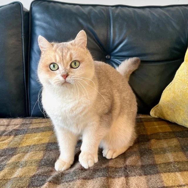 25-0801 Olympia, Blue Golden, British Shorthair, Female