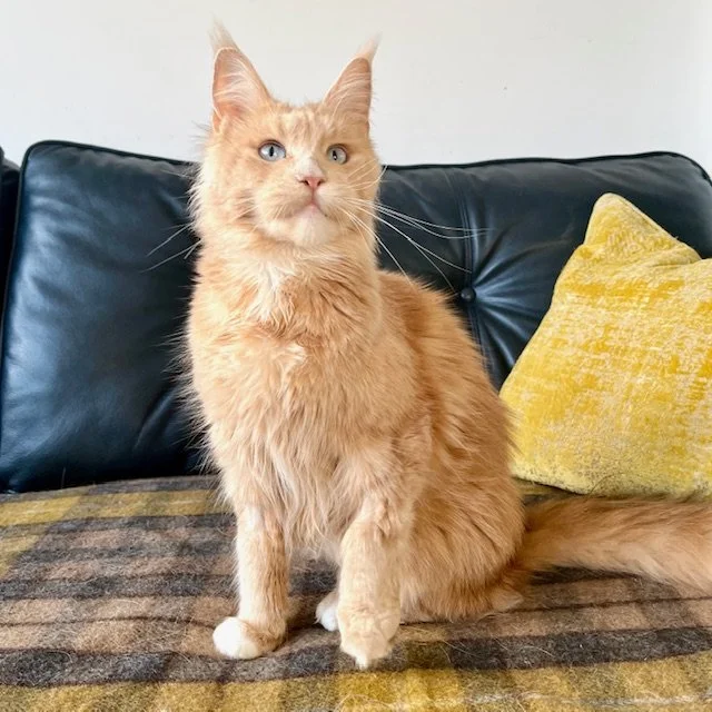 25-1002 O’Blue Sky Rare Blue Eye Red Silver Shaded, Maine Coon, Female