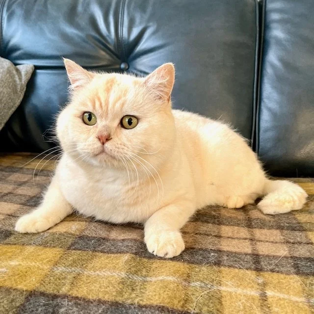 25-0102 Flash, Rare New Colour, Copper Silver, British Shorthair, Male*Reserved*
