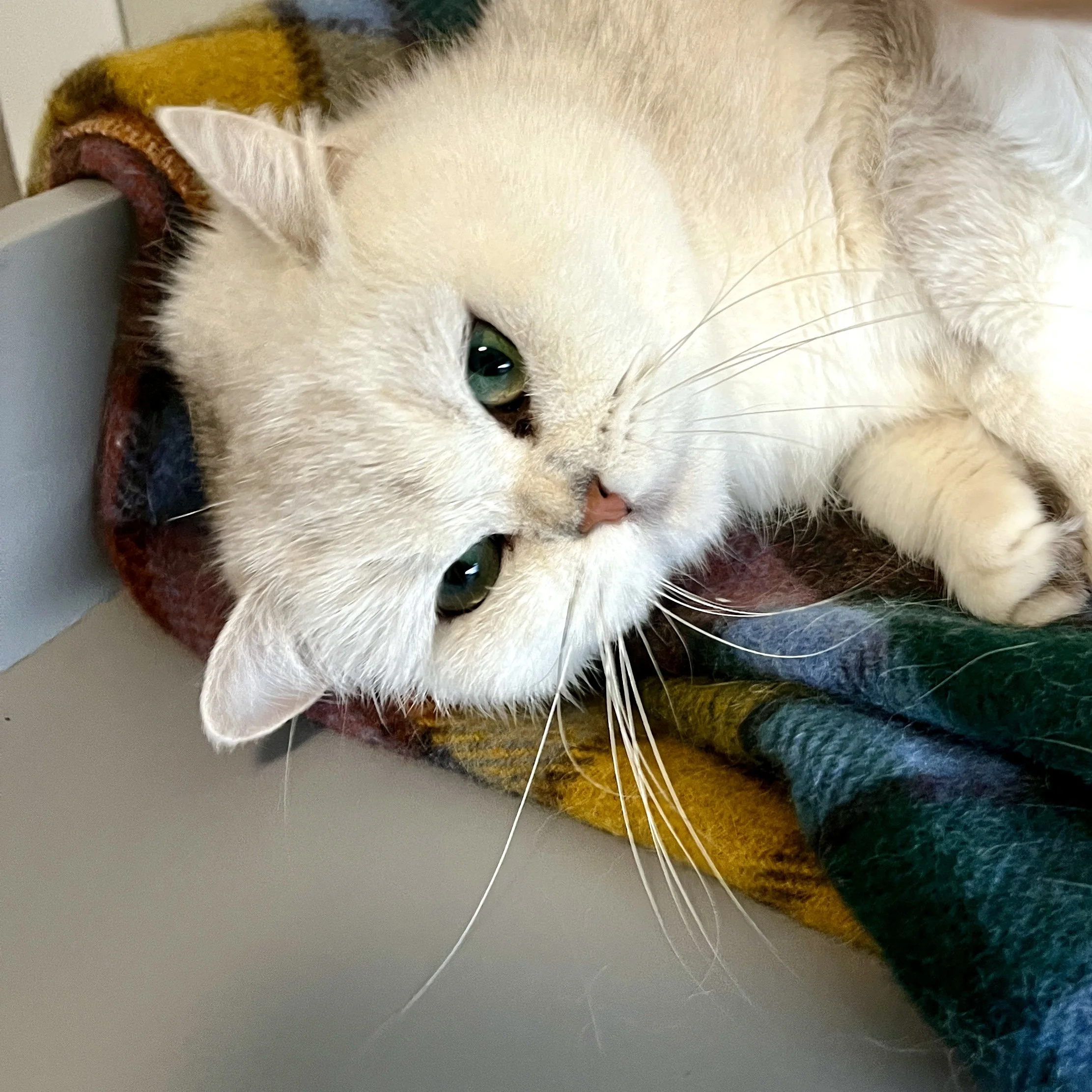 25-1115 Nila British Shorthair Silver Shaded Female