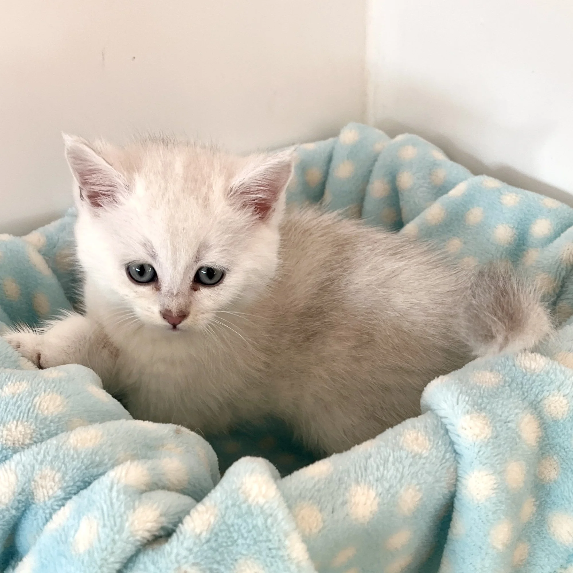 26-0101 Blue Silver Shaded, Outcross, Male*on hold East Kilbride*