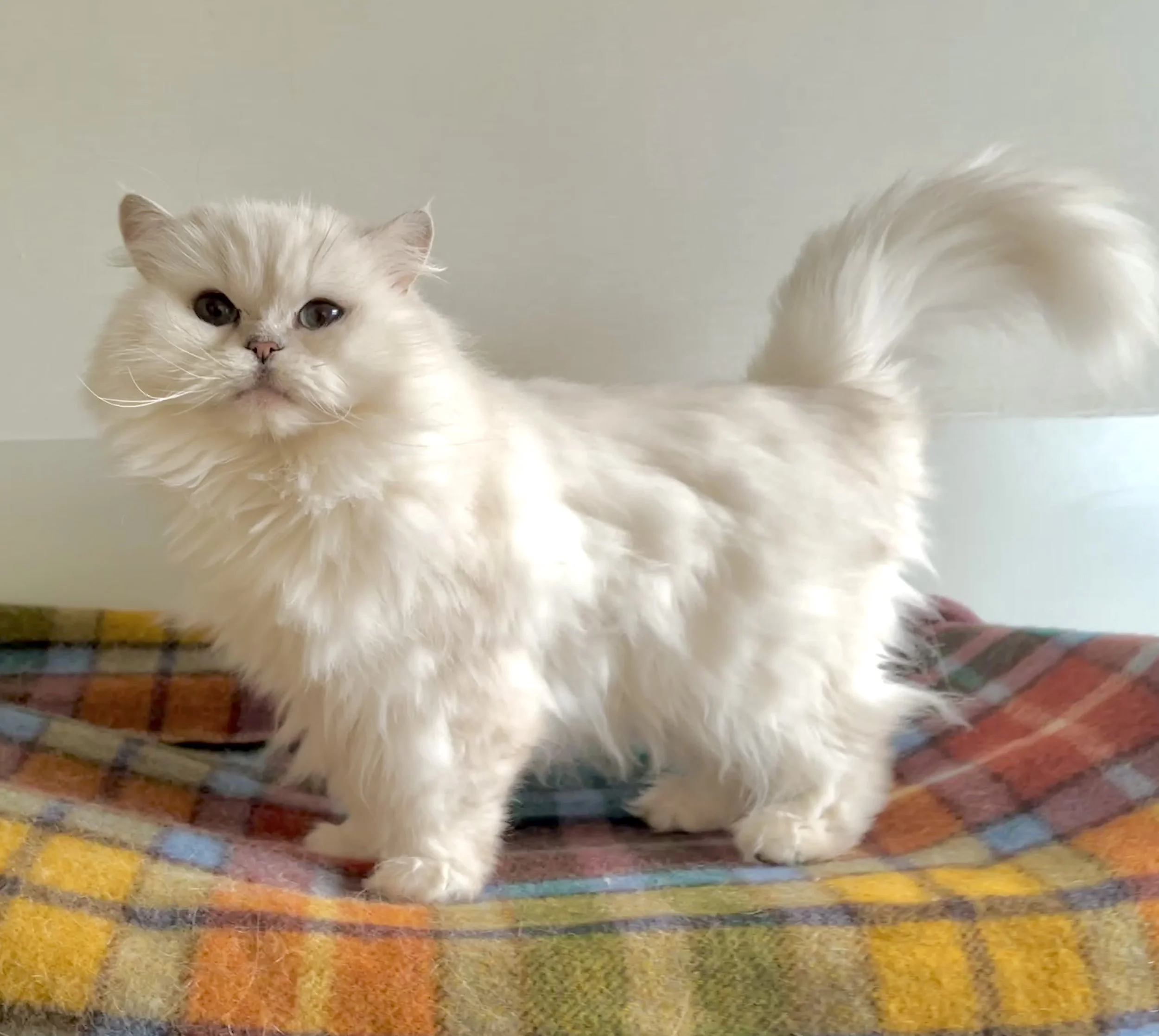 Lilly, British Longhair, Female, Rehome
