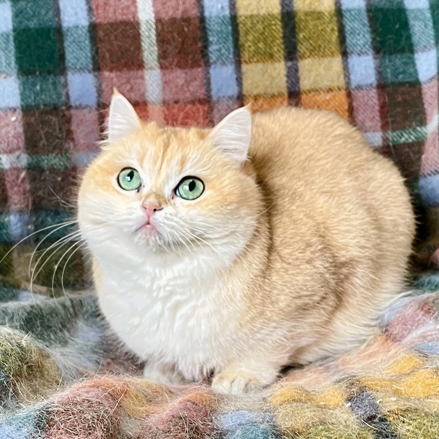 25-1112 Nakita, Golden Copper, British Shorthair, Female