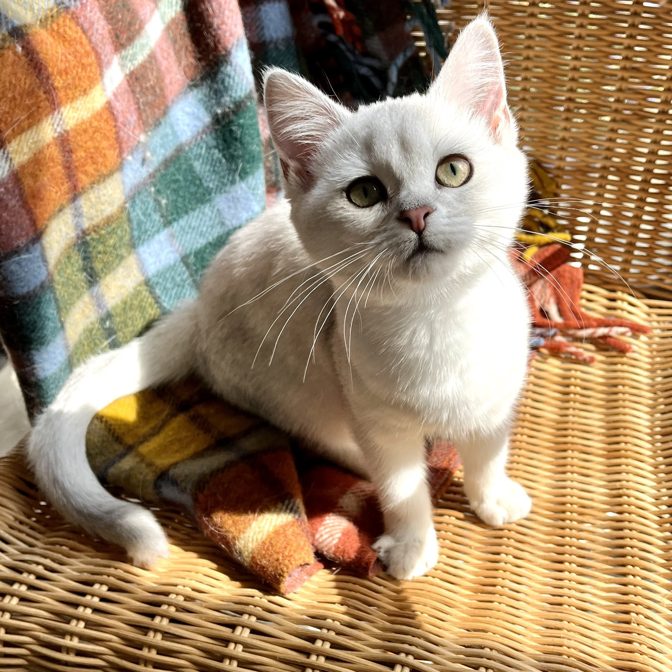 26-0103 Black Silver Shorthair, Outcross, Female