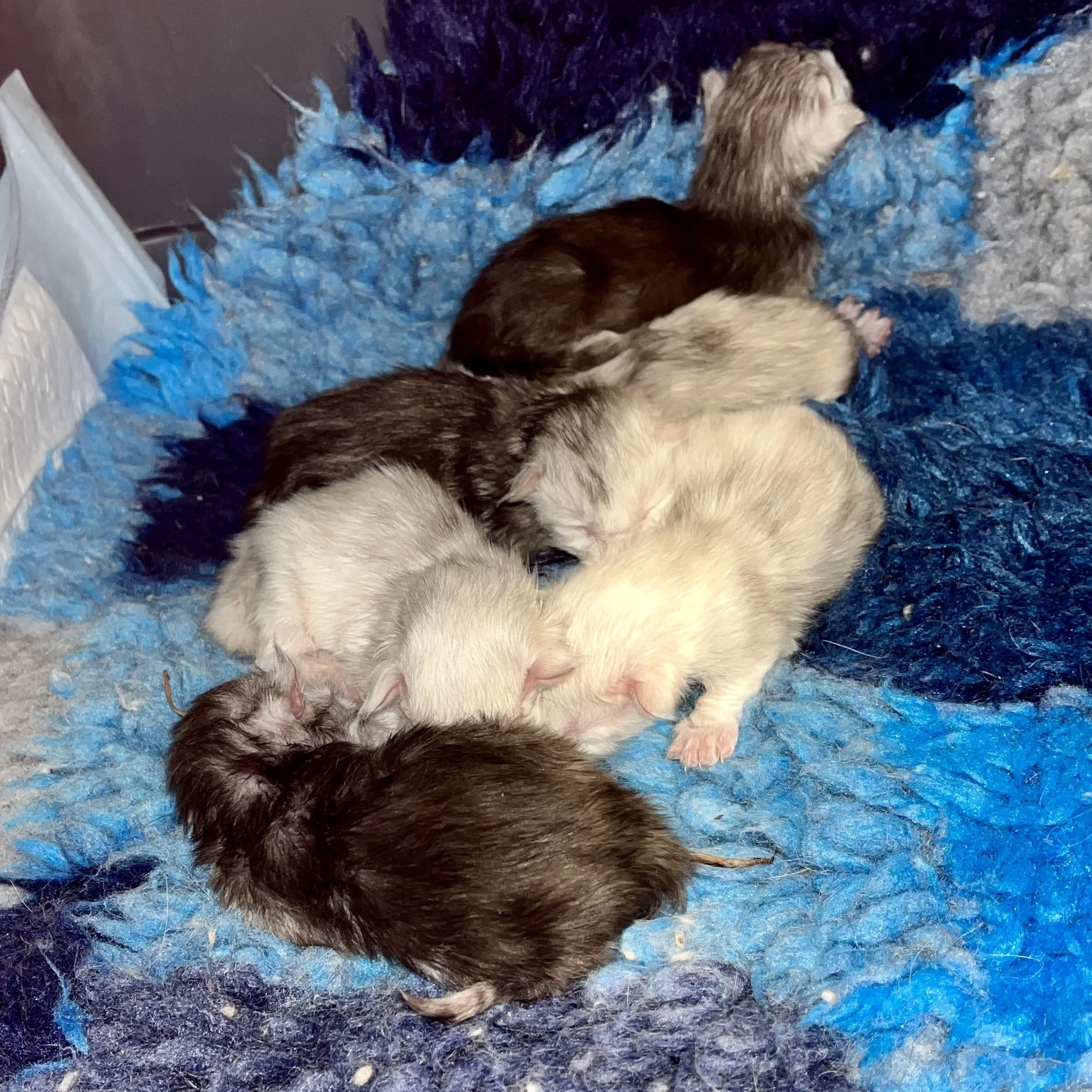 Main Coon Kittens