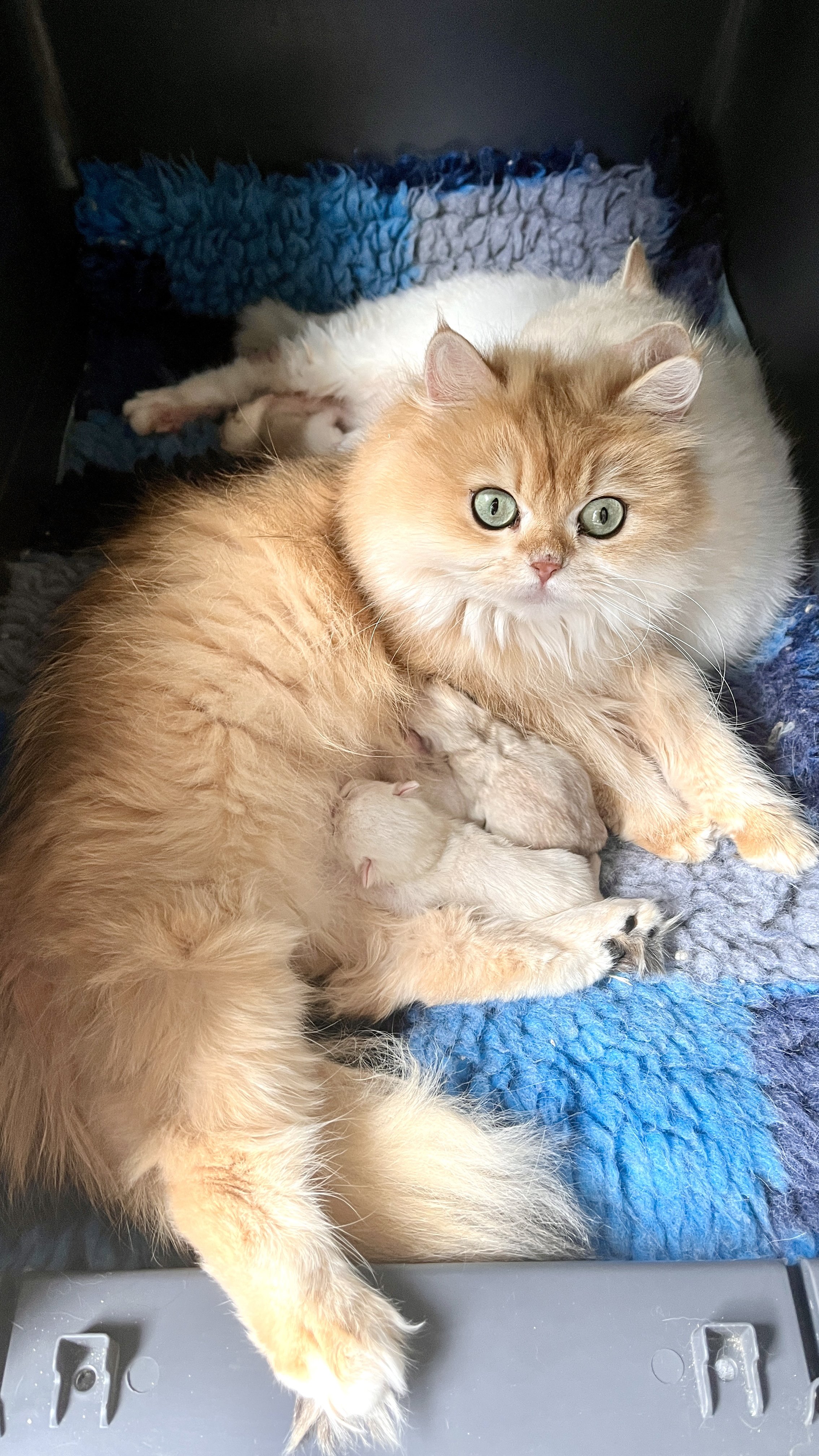 British Shorthair &amp; Longhair Kittens