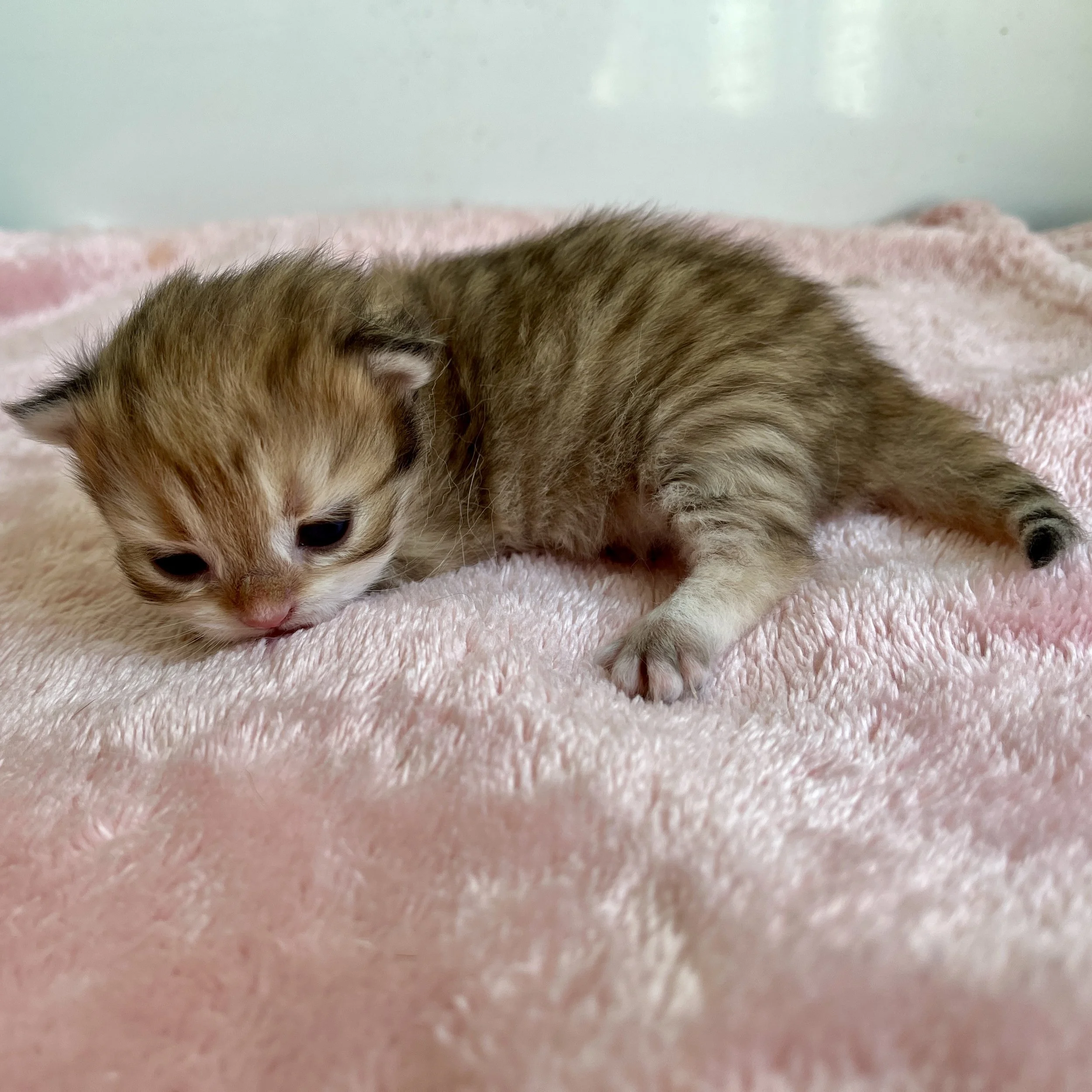 26-0610 Golden, British Longhair, Female