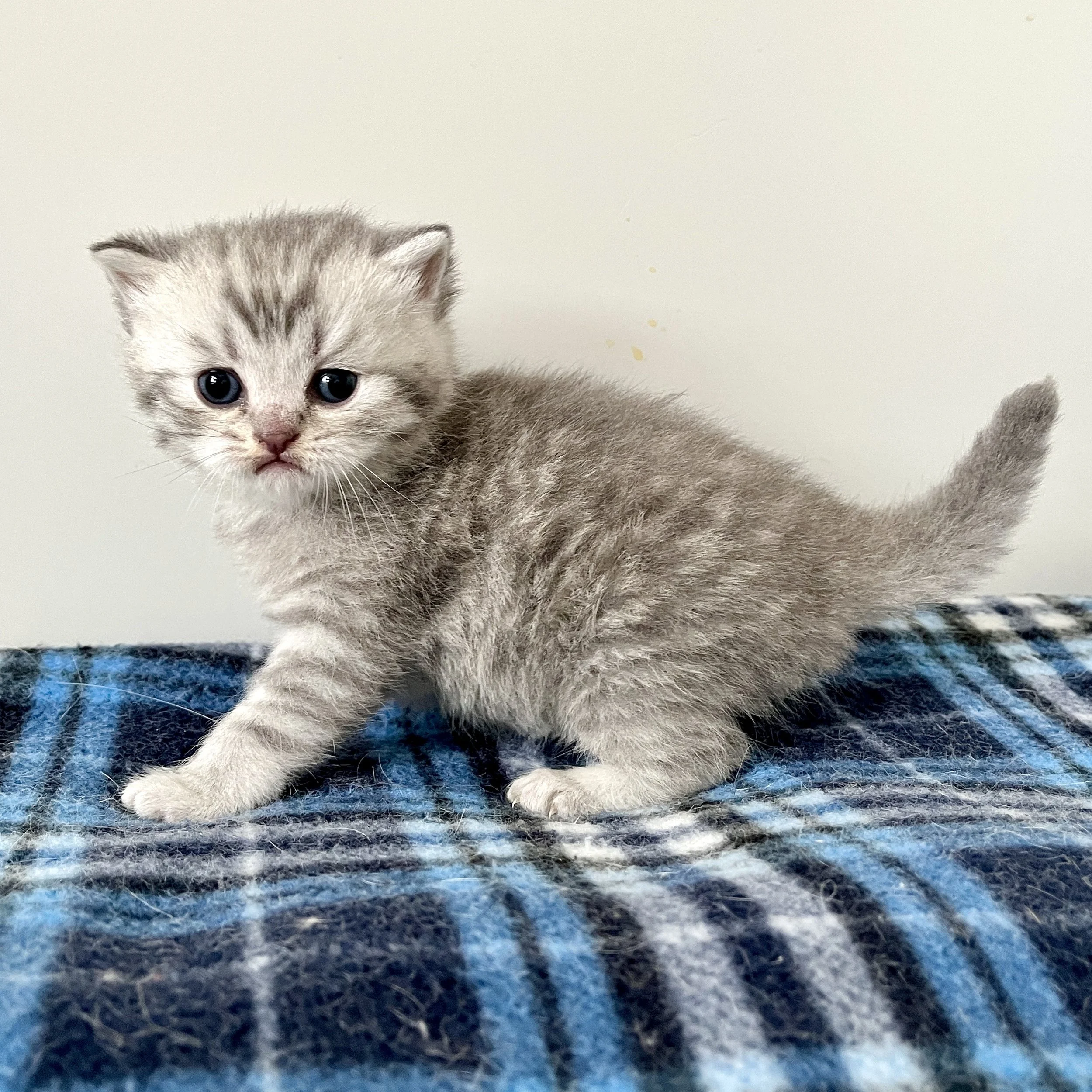 26-0603 Blue Silver Tabby, Male*On HOLD*