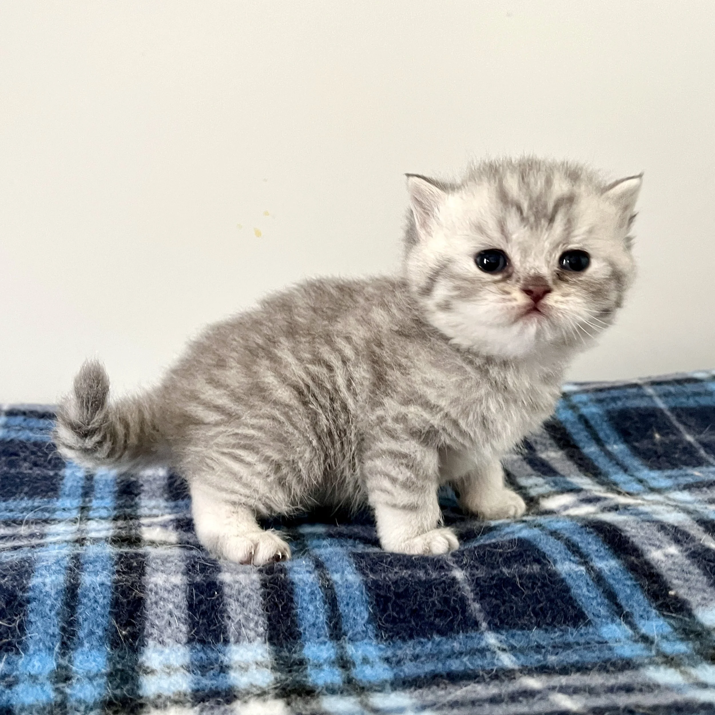26-0602 Blue Silver Tabby, British Shorthair, Female