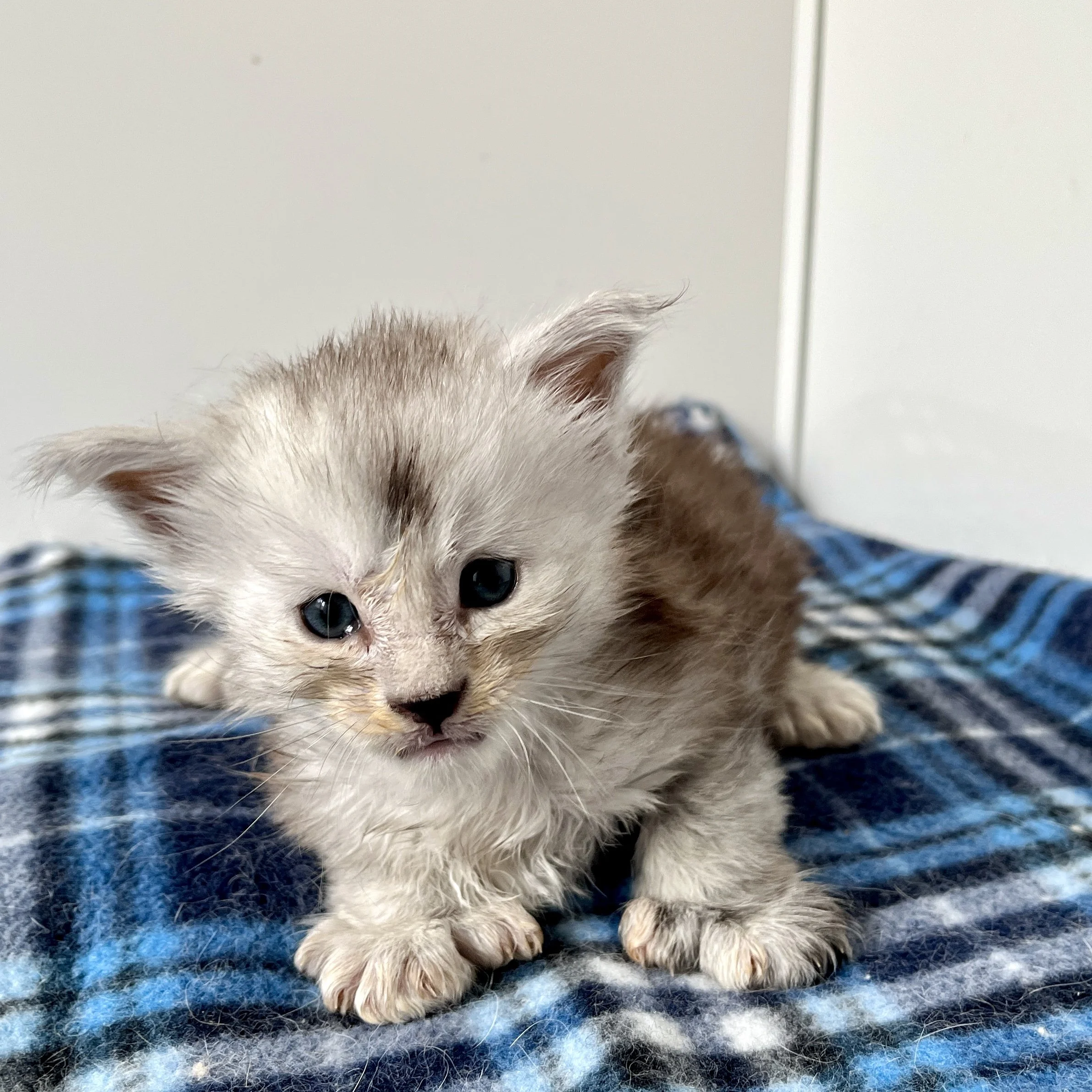 26-0613 Silver High Smoke, Polydactyl, Maine Coon, Male