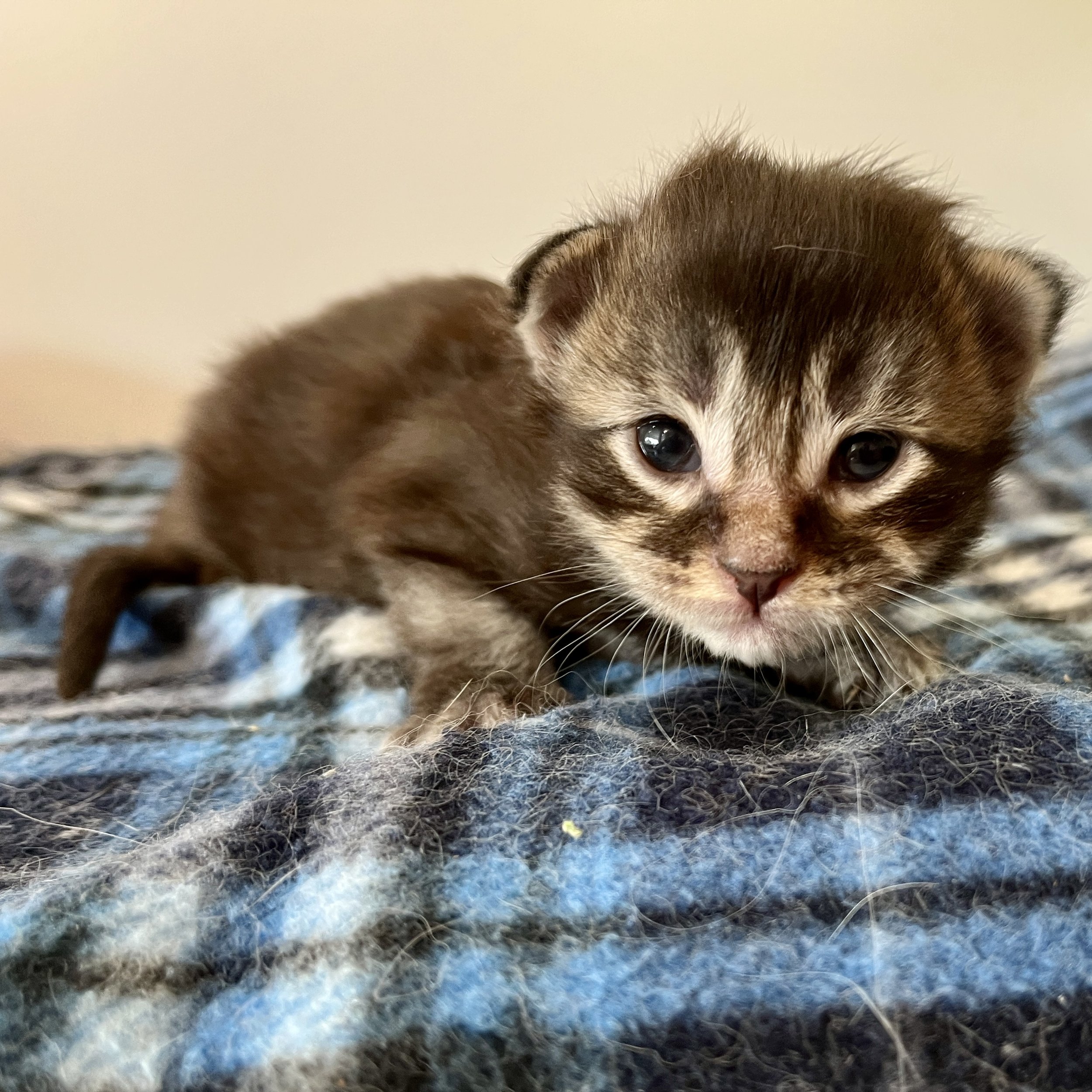 26-0615 Black Ticked, Maine Coon, Male*Reserved*
