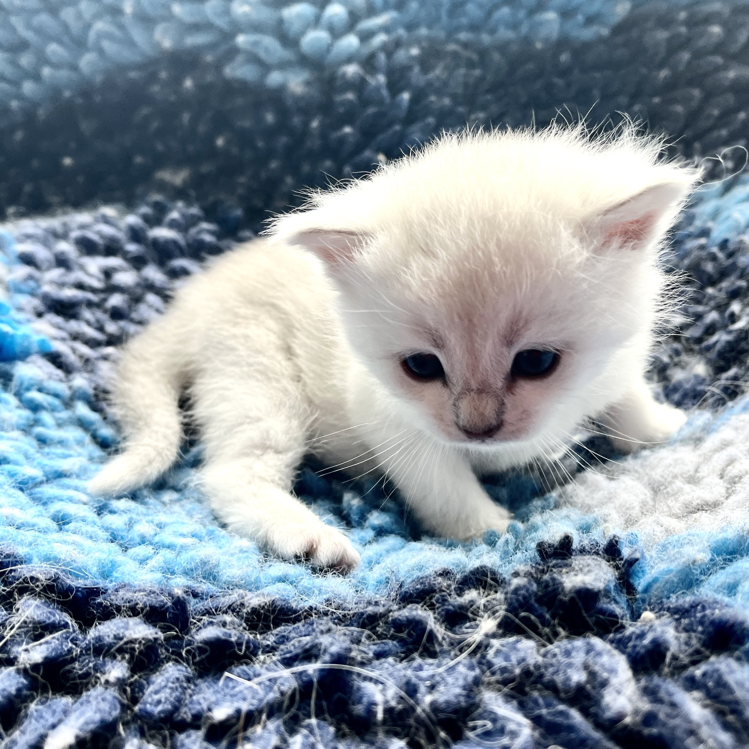 26-0617 Black Silver Shaded, Shorthair, Female