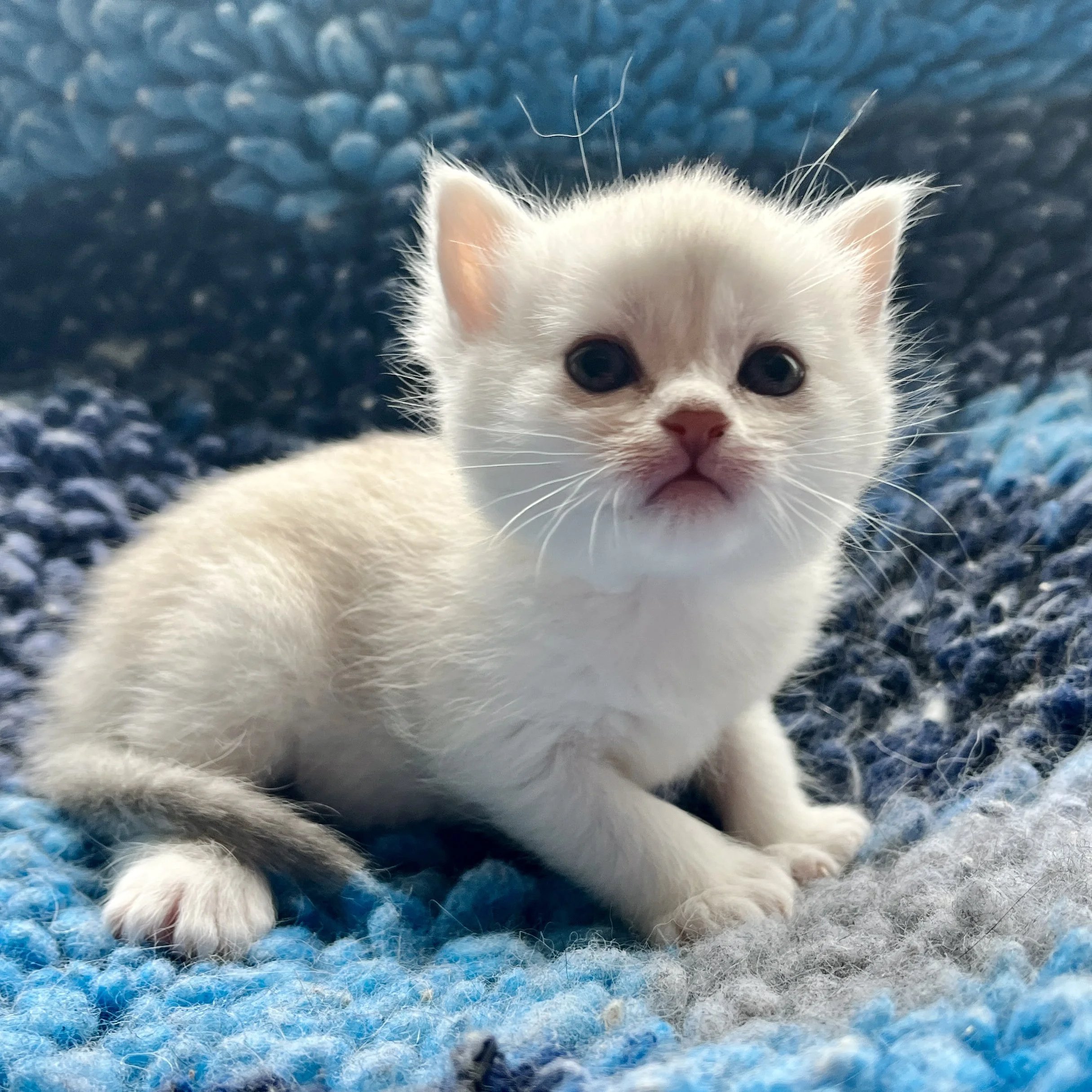 26-0616 Blue Silver Shaded, Polydactyl, Shorthair, Female