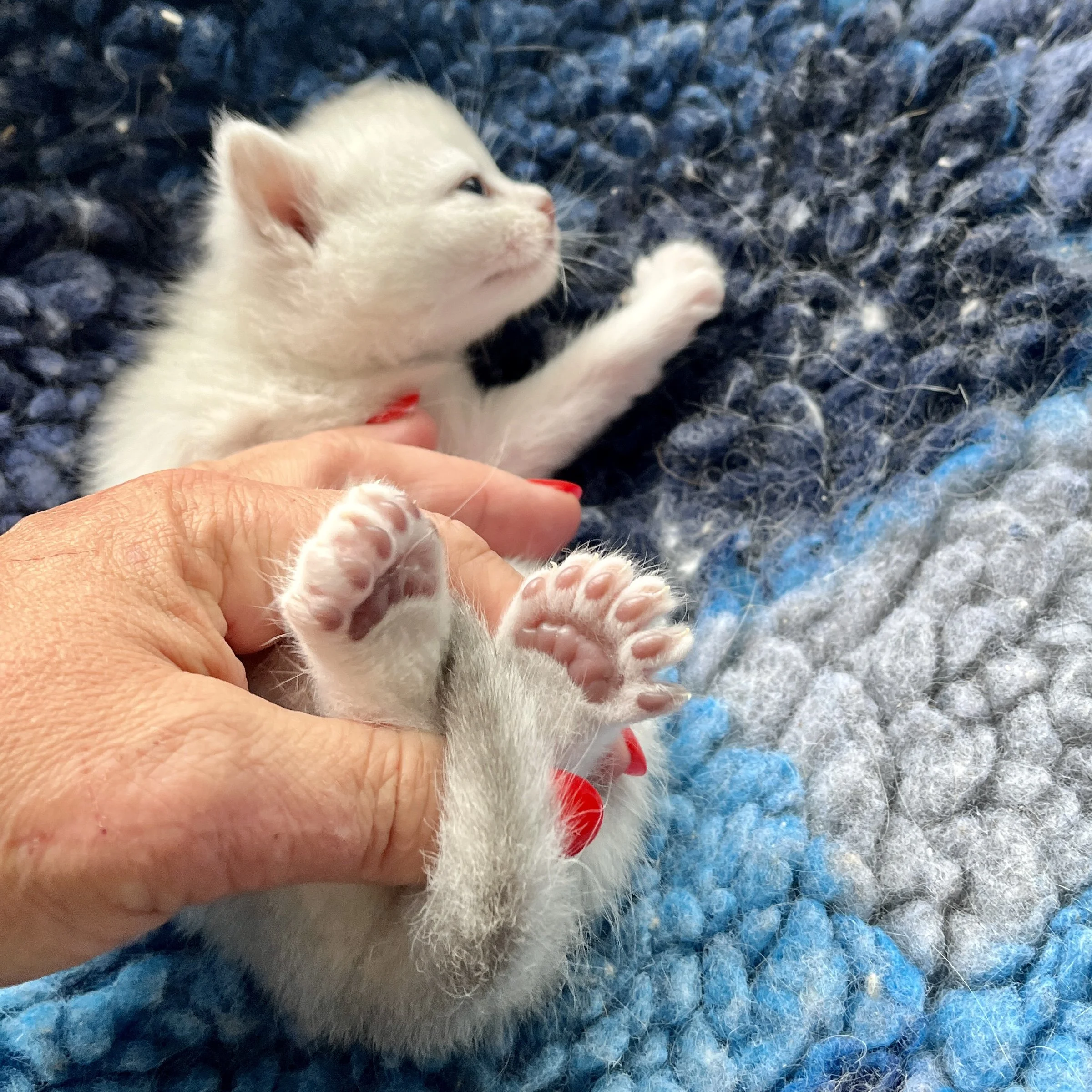 26-0616 Blue Silver Shaded, Polydactyl, Shorthair, Female