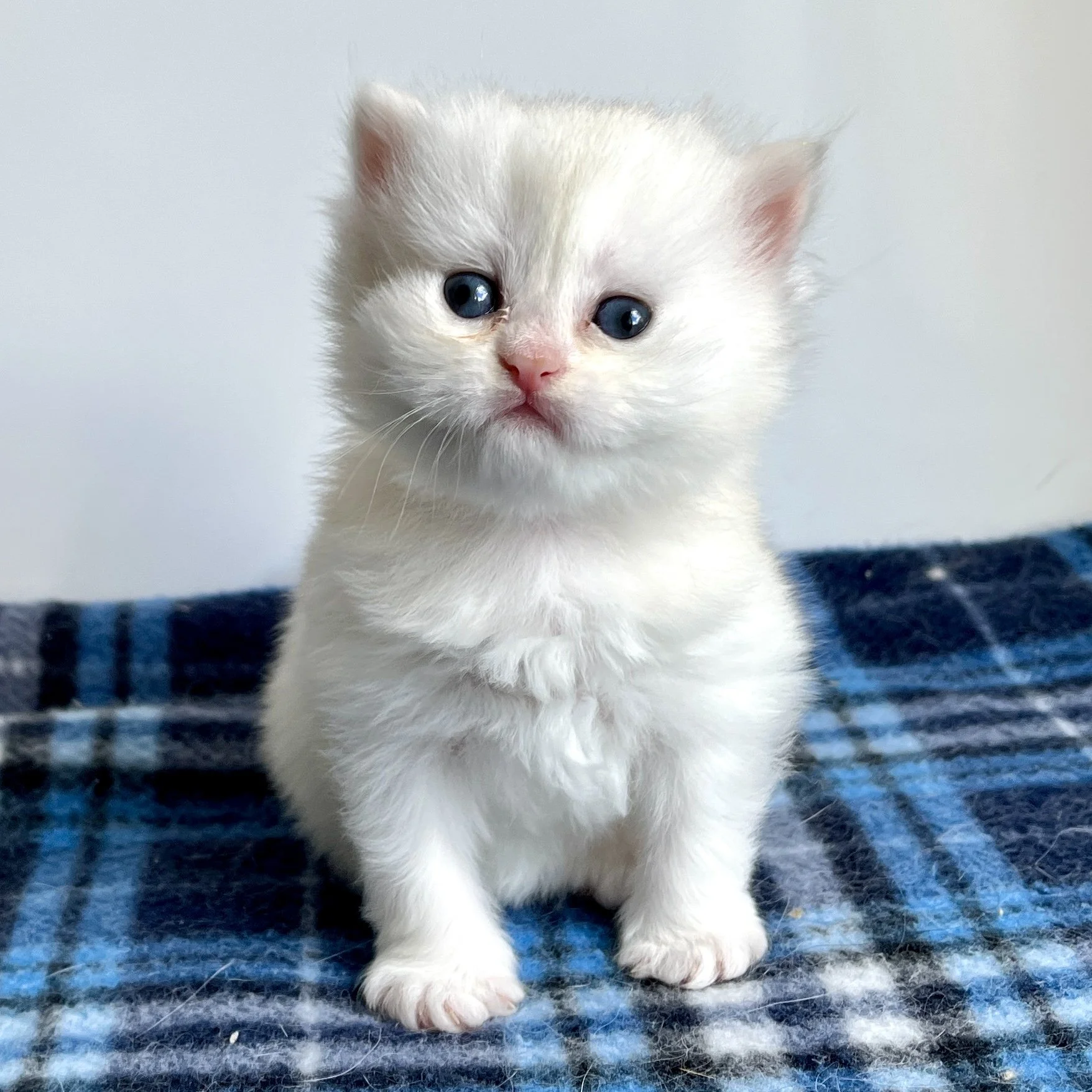 26-0618 Copper Silver, British Longhair, Female