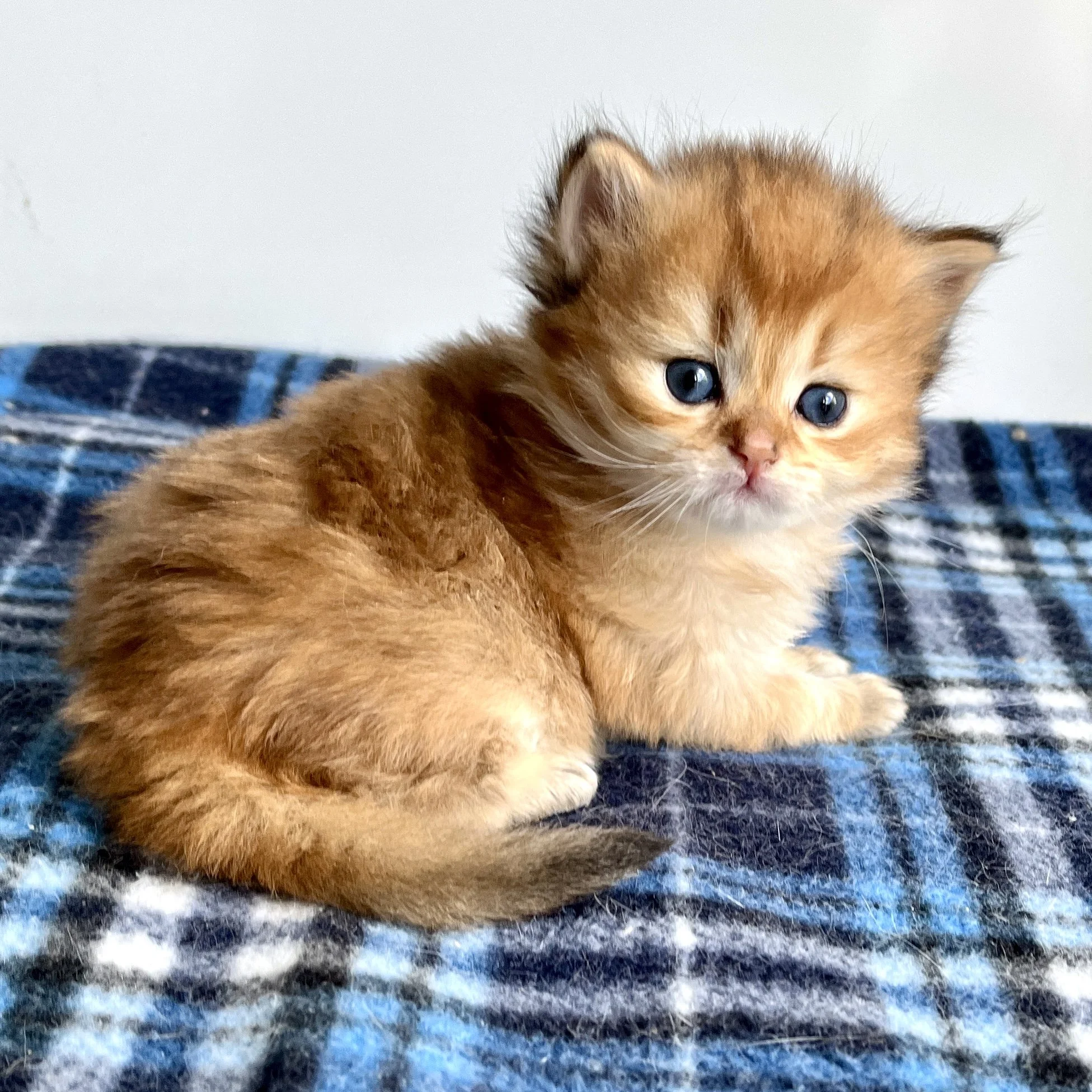 26-0604 Black Golden, British Longhair, Male*On HOLD*