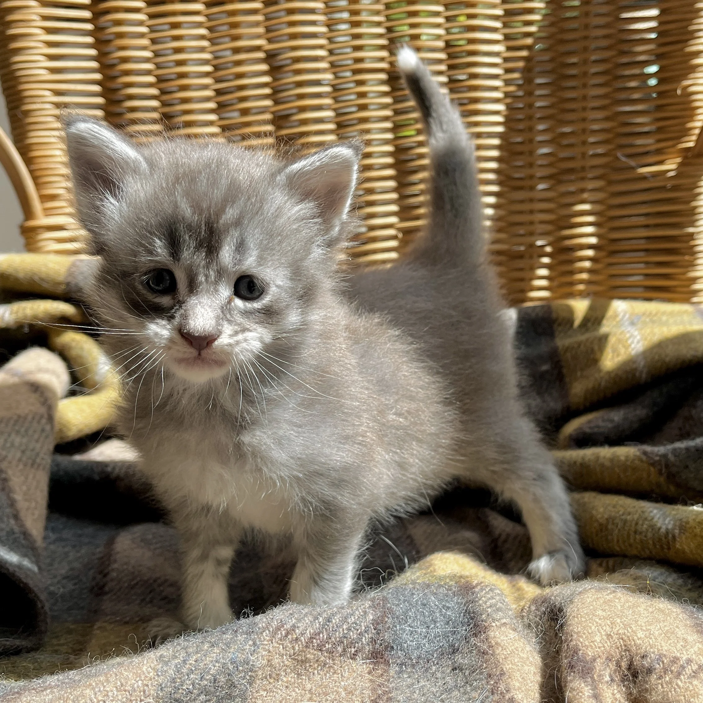 26-0620 Blue &amp; White Smoke, Main Coon, Male 