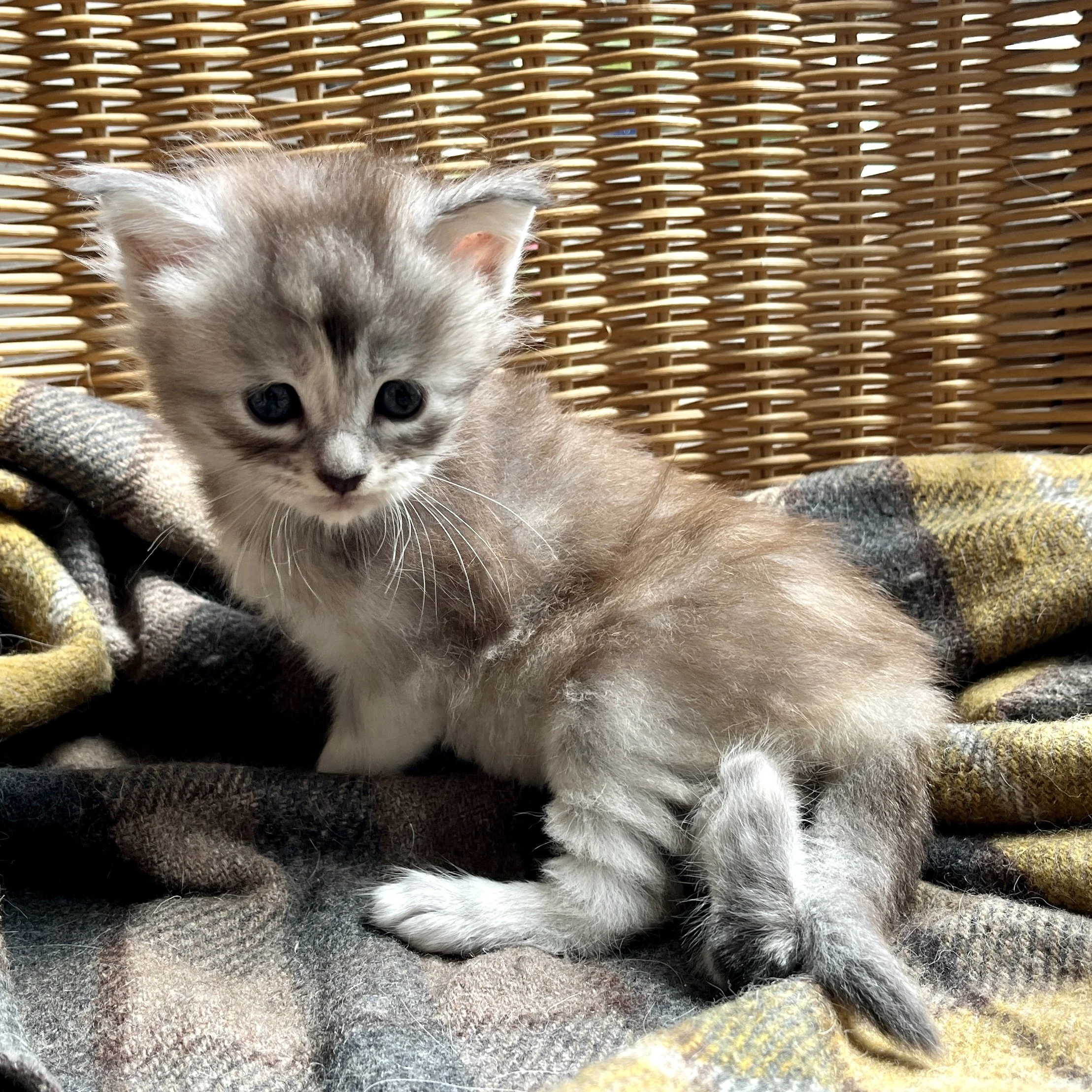 26-0605 Blue Silver Tortie Ticked, Main Coon, Female