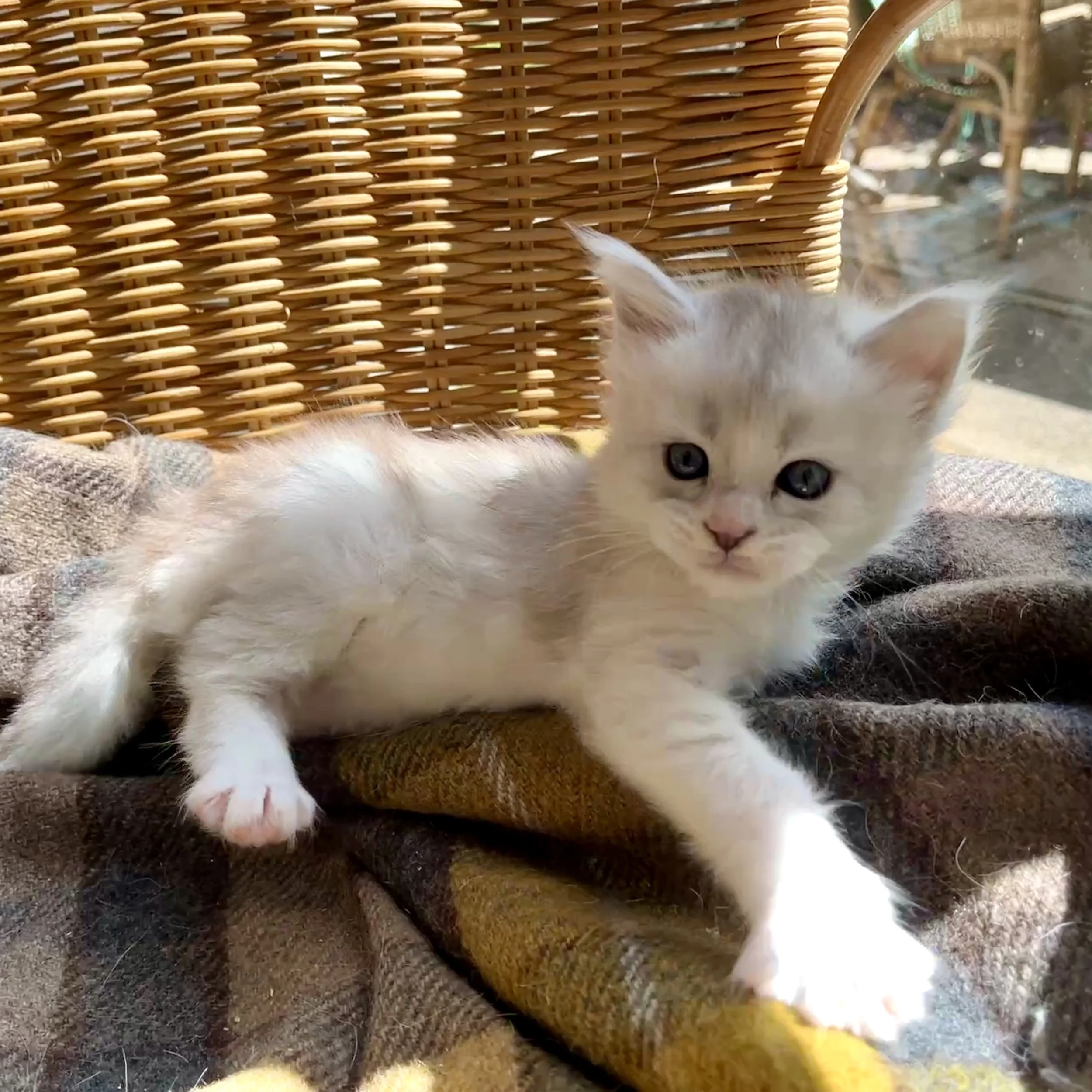 26-0608 Blue &amp; White Silver Shaded, Main Coon, Male