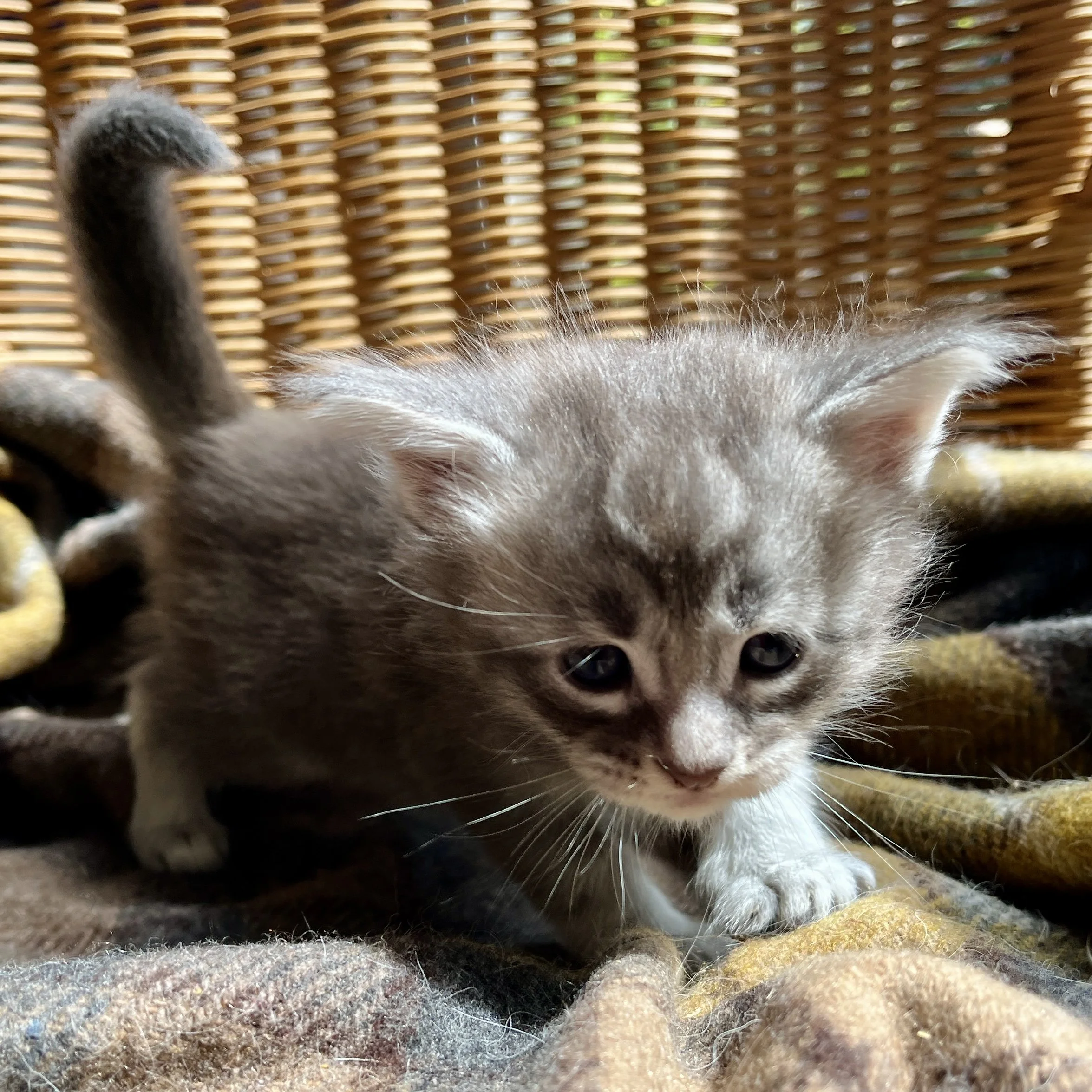 26-0607 Blue Smoke, Main Coon, Male