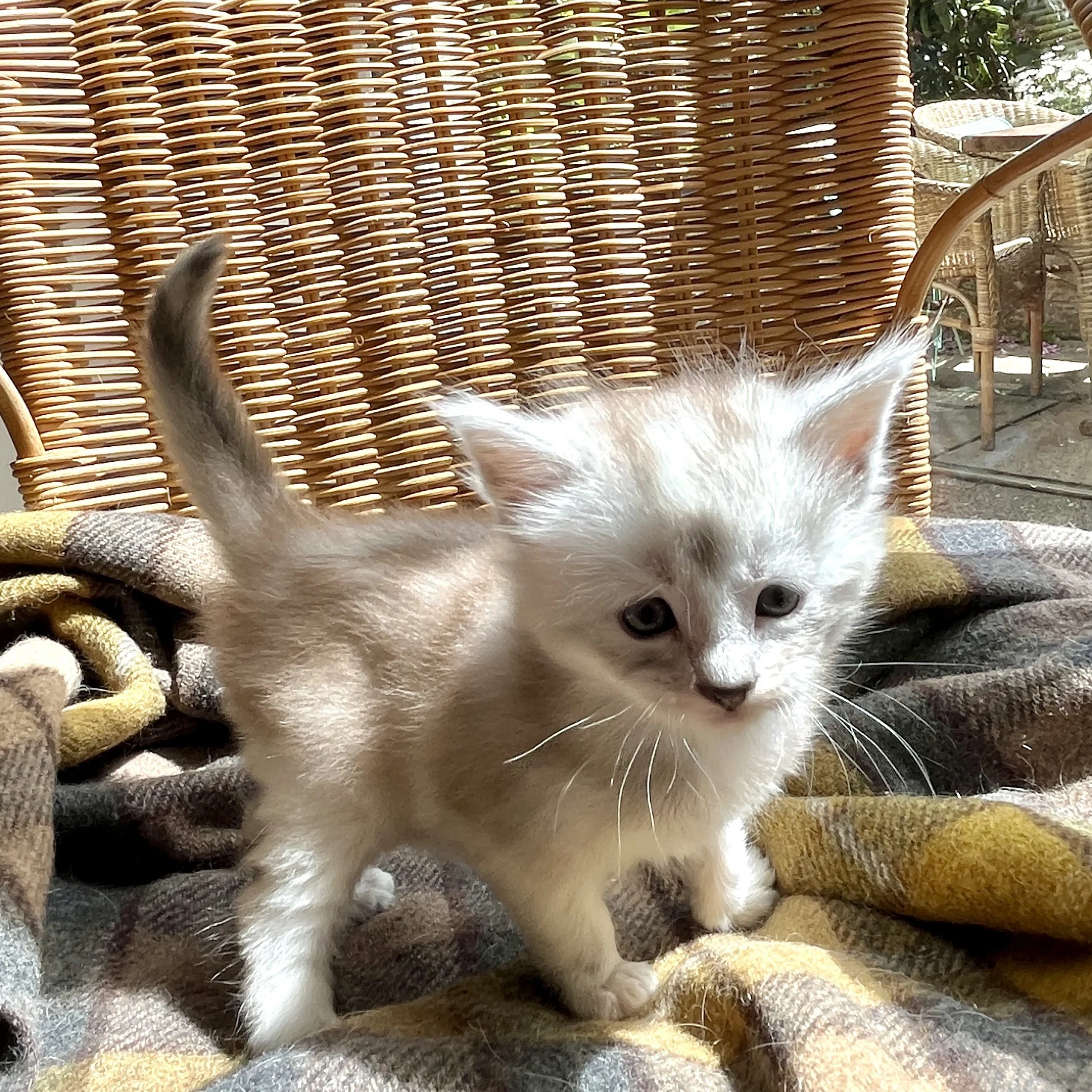 26-0609 Blue Silver Ticked, Main Coon, Female