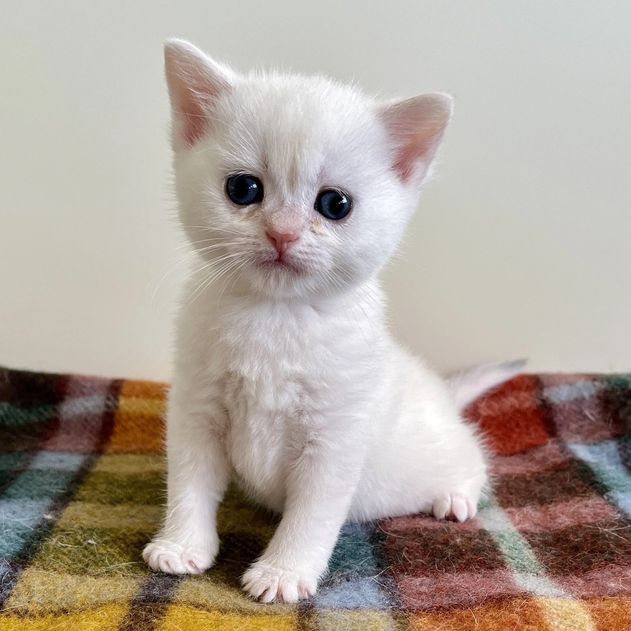 26-0601 Copper Silver British Shorthair, Male