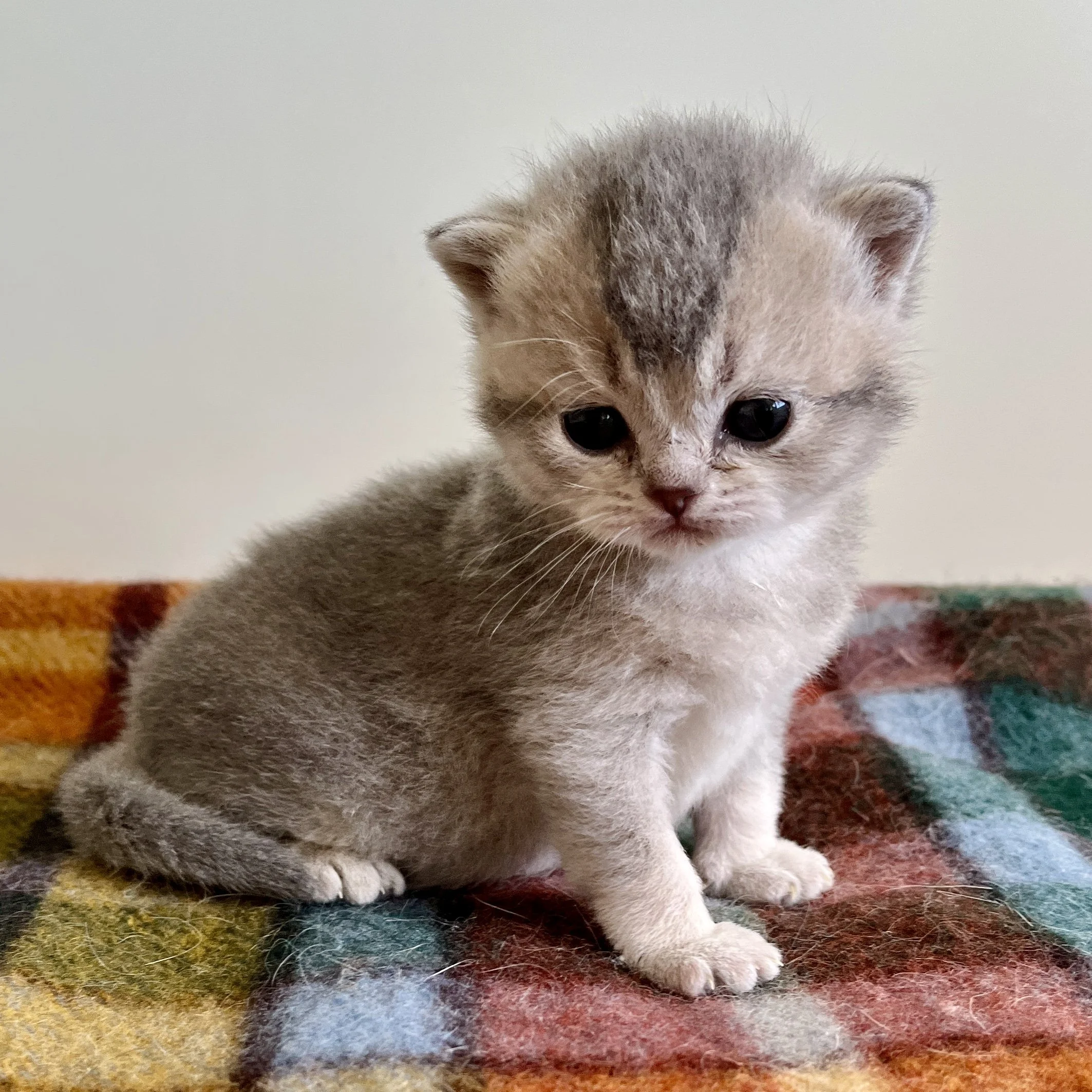 26-0619 Blue Golden, British Shorthair, Female