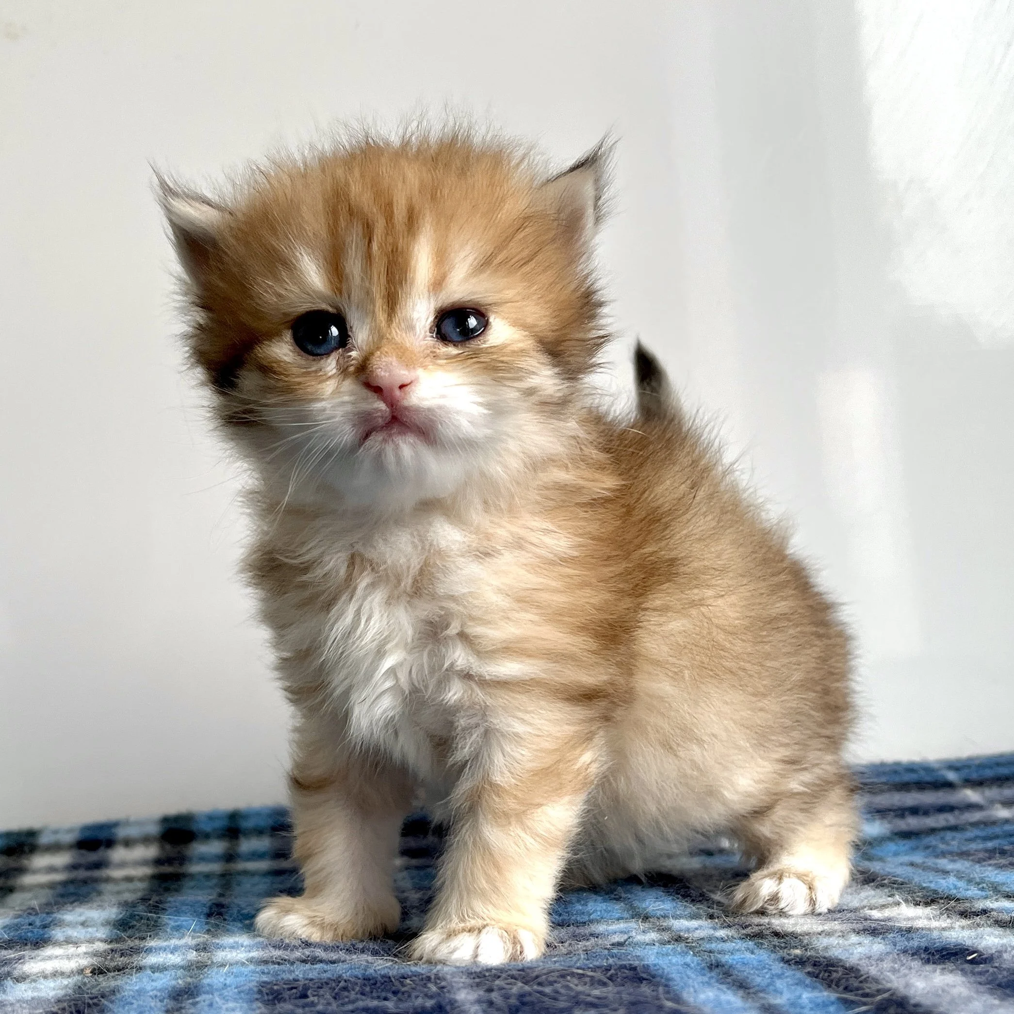 26-0610 Golden, British Longhair, Female
