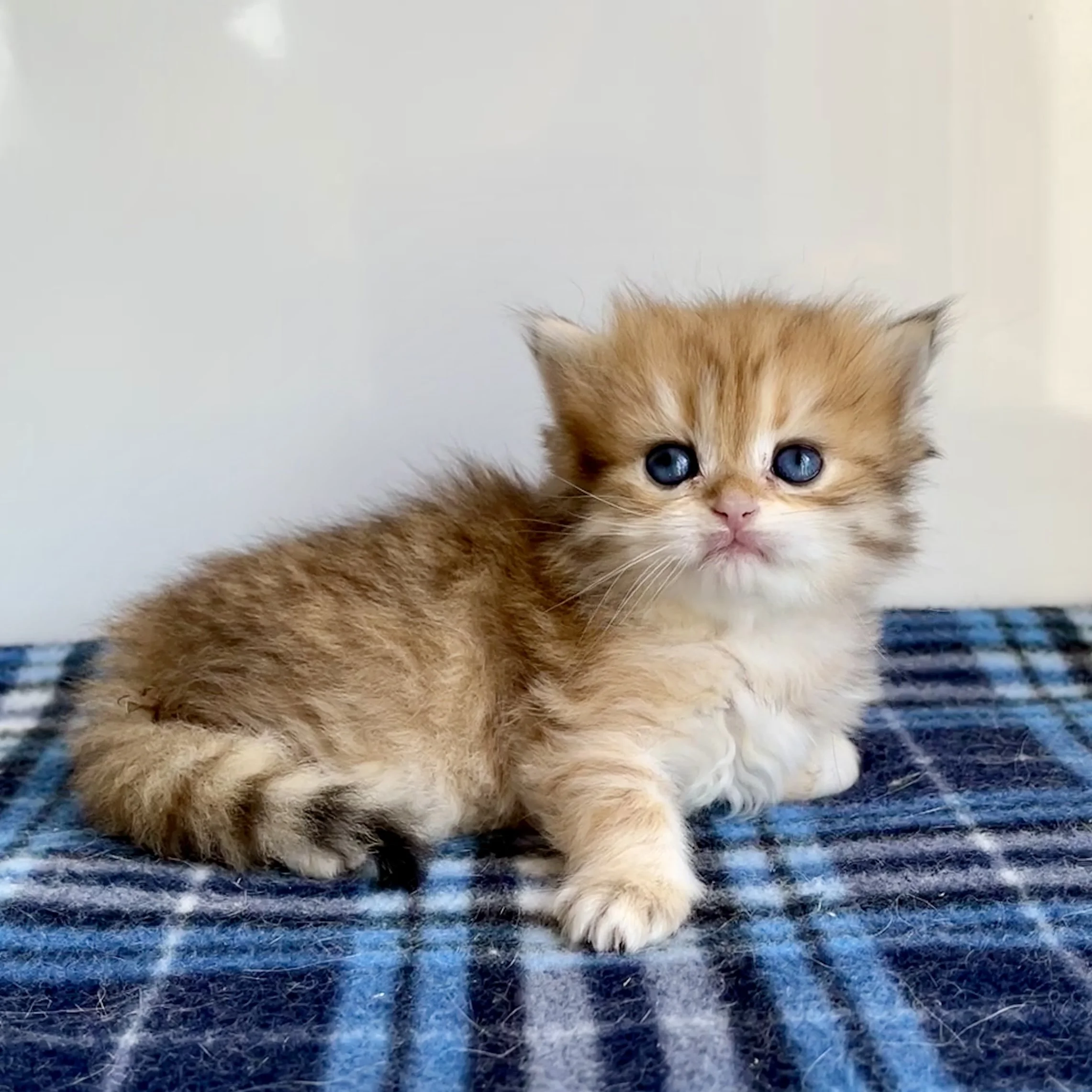 26-0610 Golden, British Longhair, Female