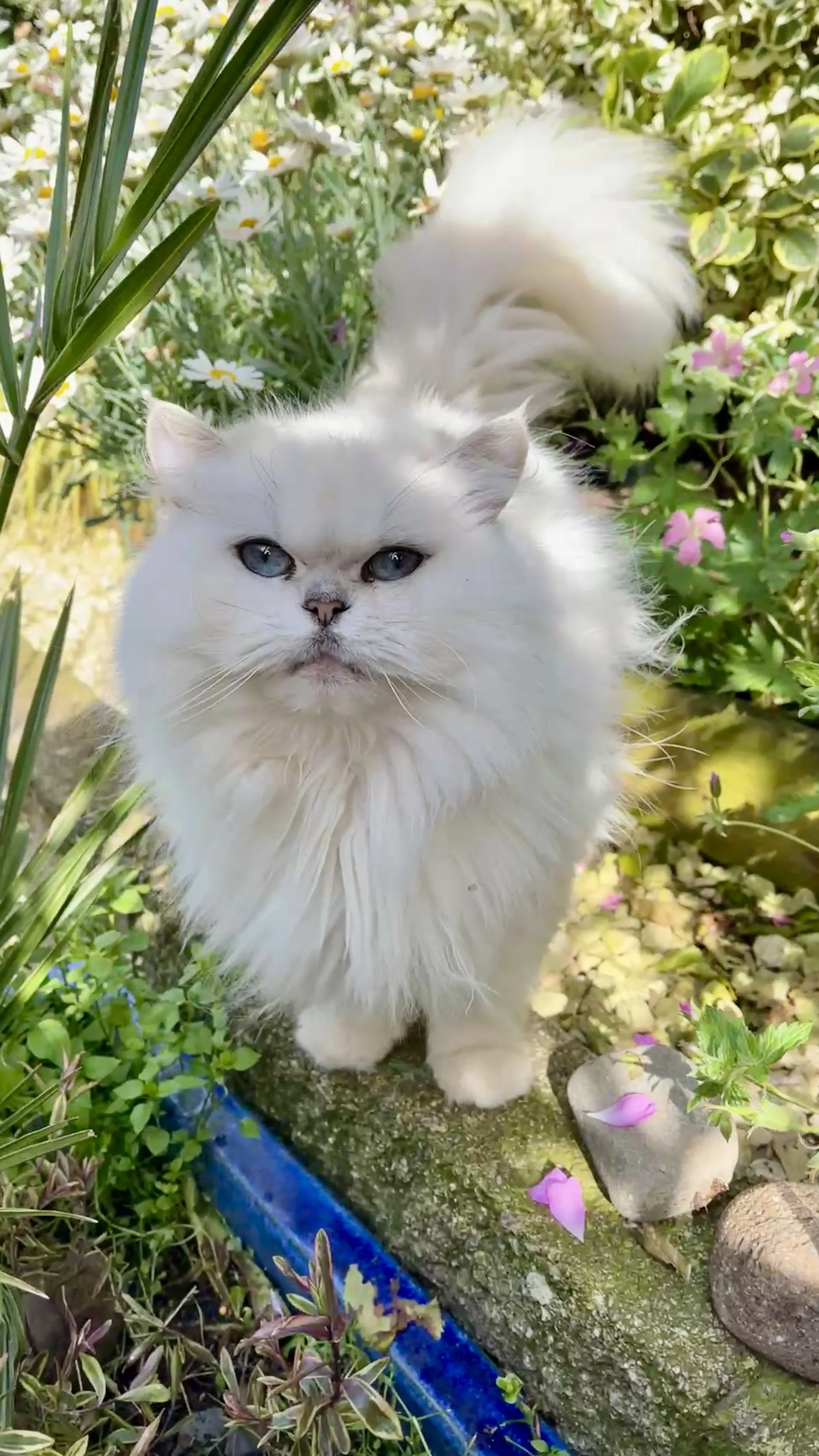 26-01 Lilly, British Longhair, Female, Rehome