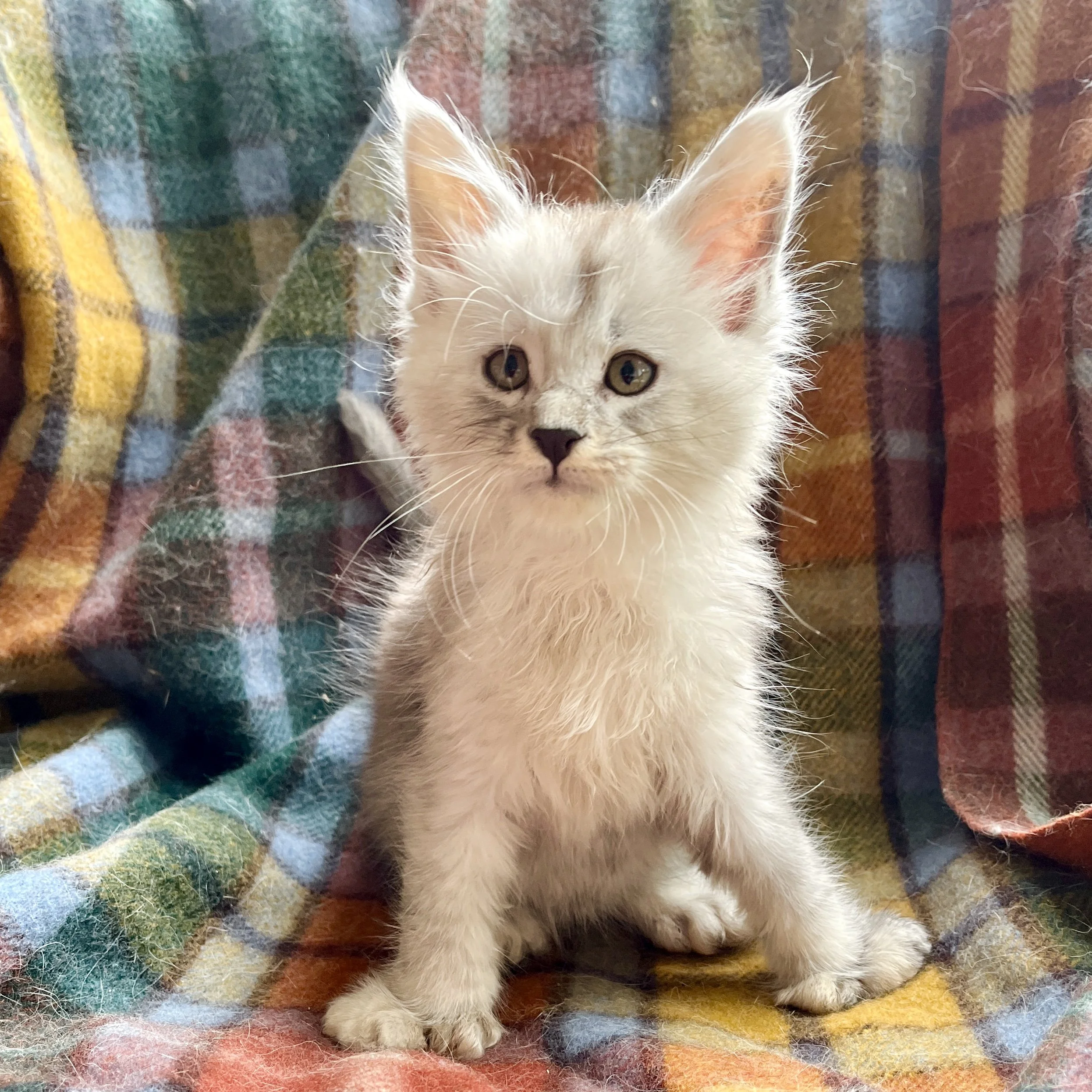 26-0614 Silver Ticked, Polydactyl, Maine Coon, Male