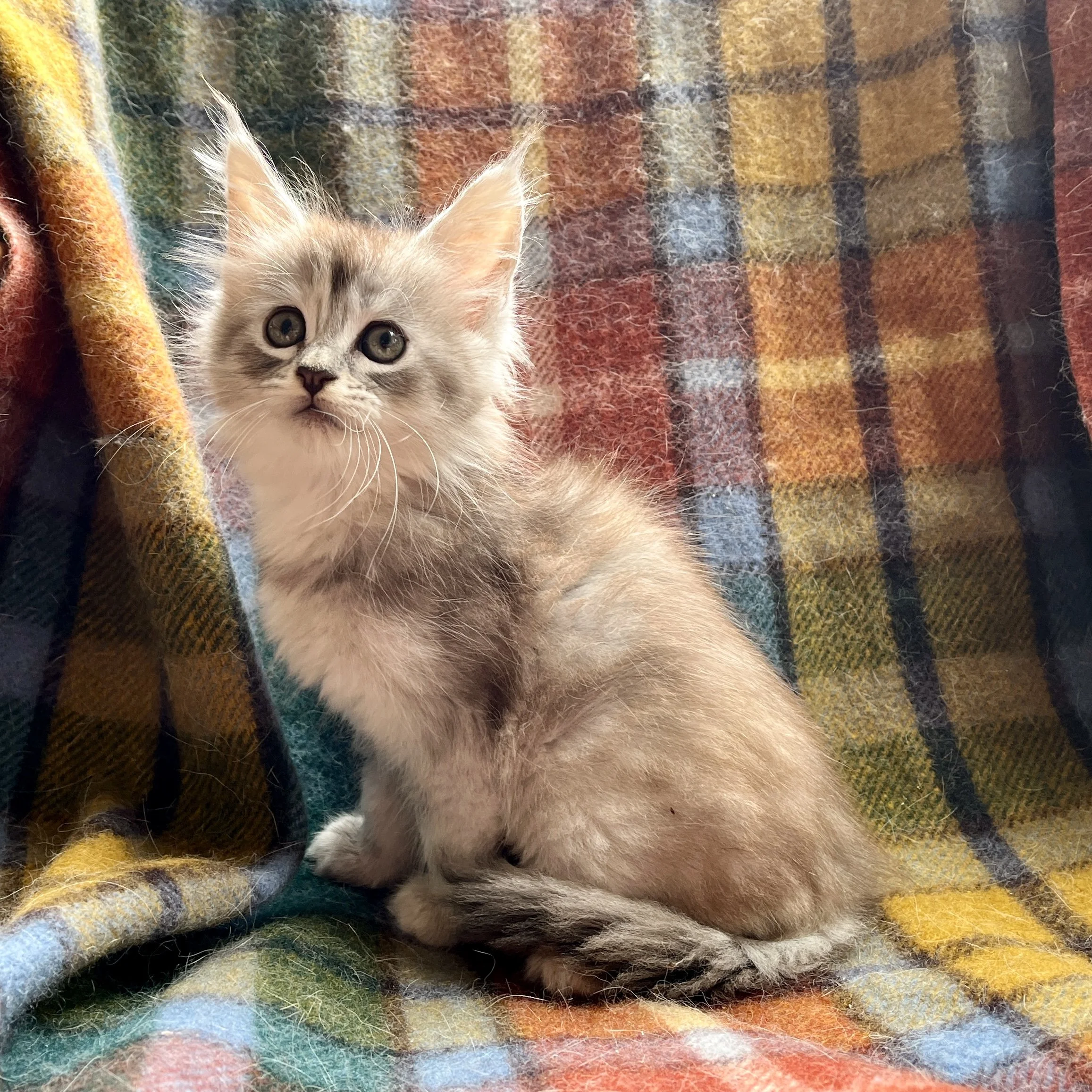 26-0605 Blue Silver Tortie Ticked, Main Coon, Female