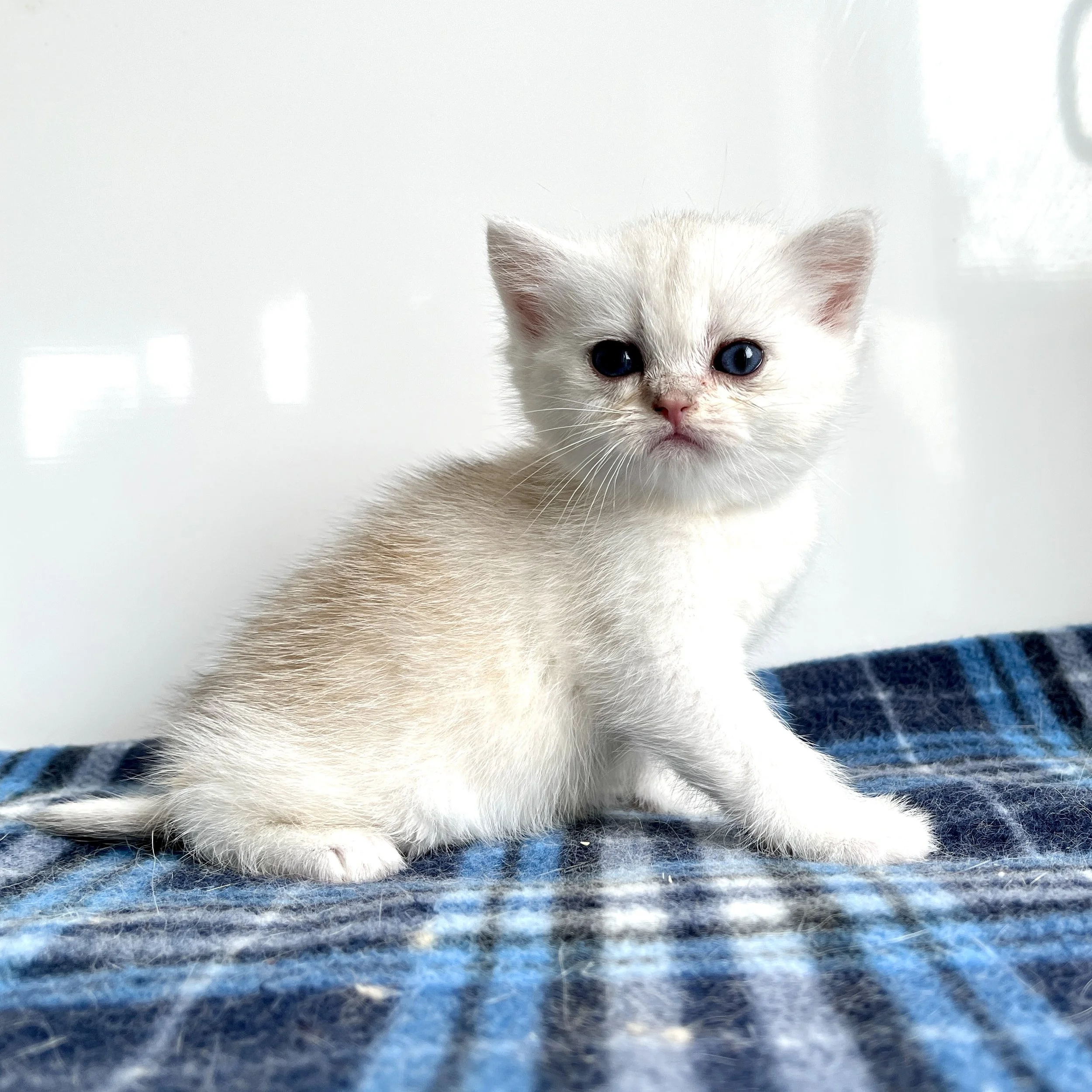 26-0702 Copper Silver, British Shorthair, Male