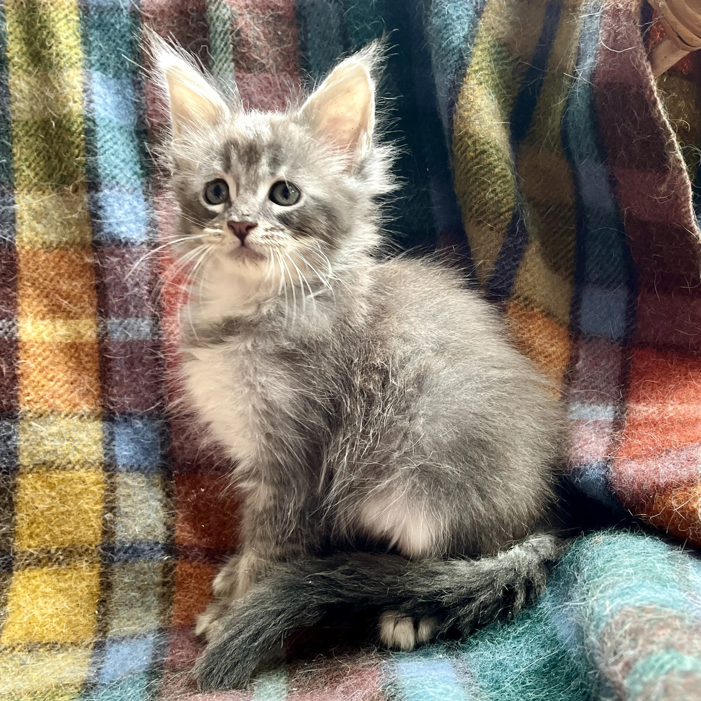 26-0607 Blue Smoke, Main Coon, Male