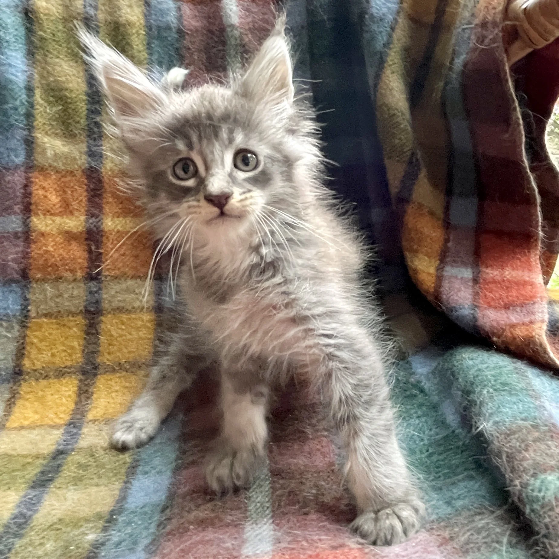 26-0620 Blue &amp; White Smoke, Main Coon, Male 