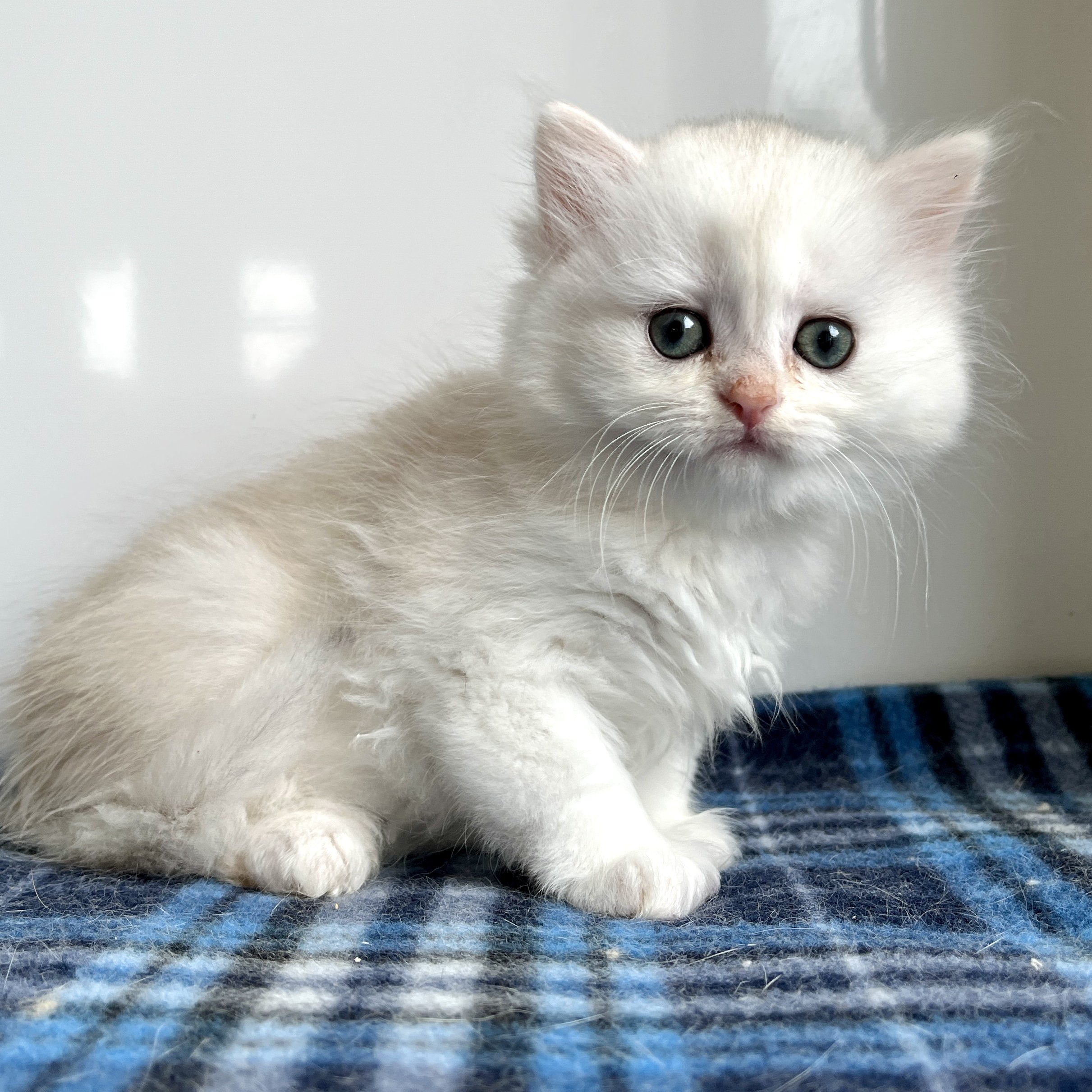 26-0618 Copper Silver, British Longhair, Female