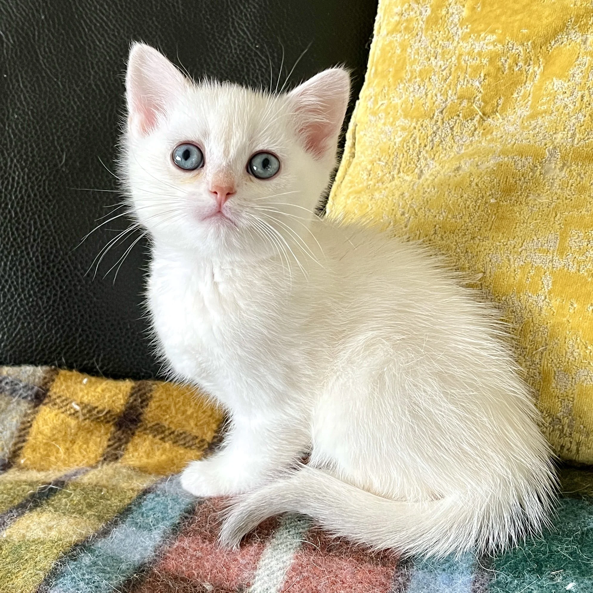 26-0601 Copper Silver British Shorthair, Male