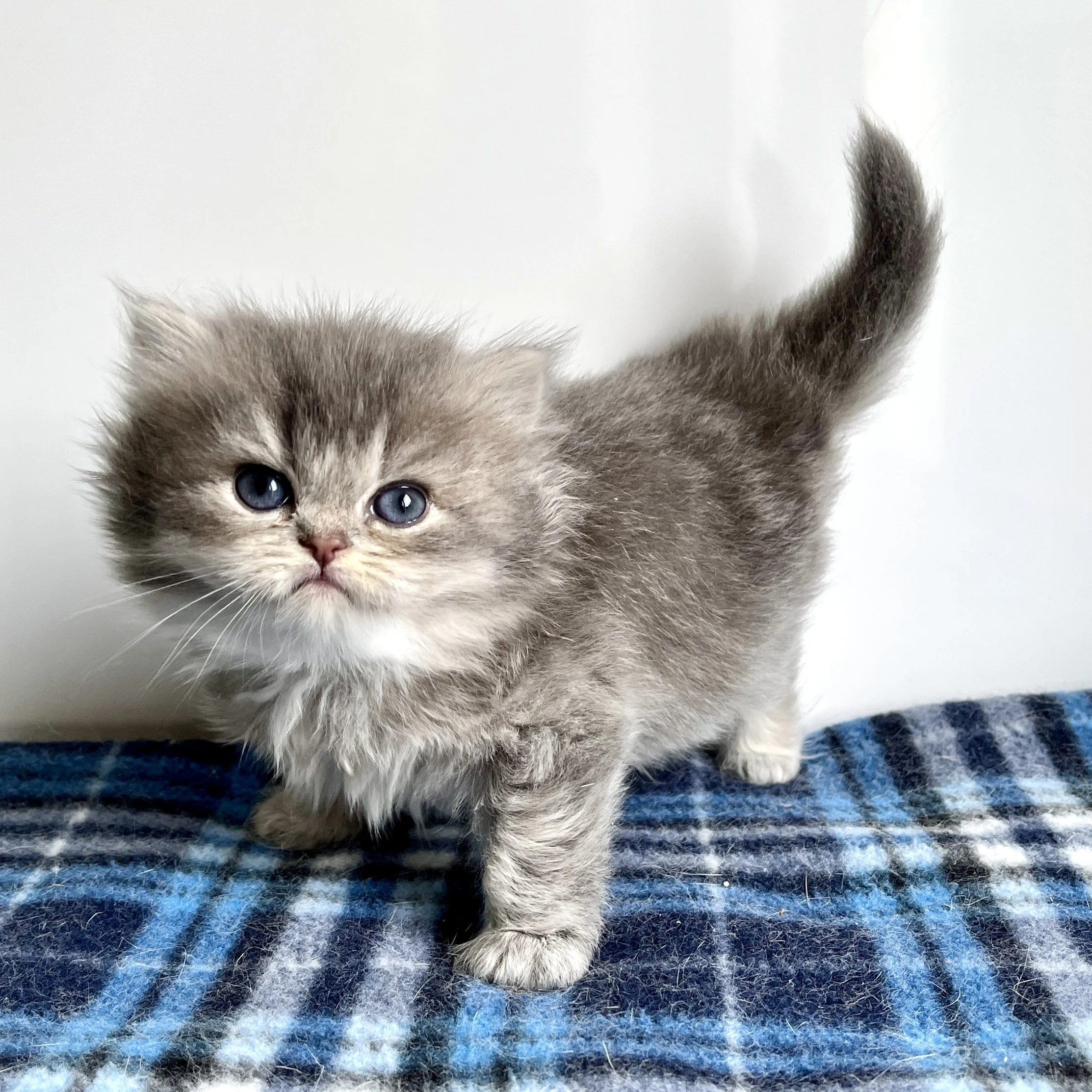 26-0701 Blue, British Longhair, Female